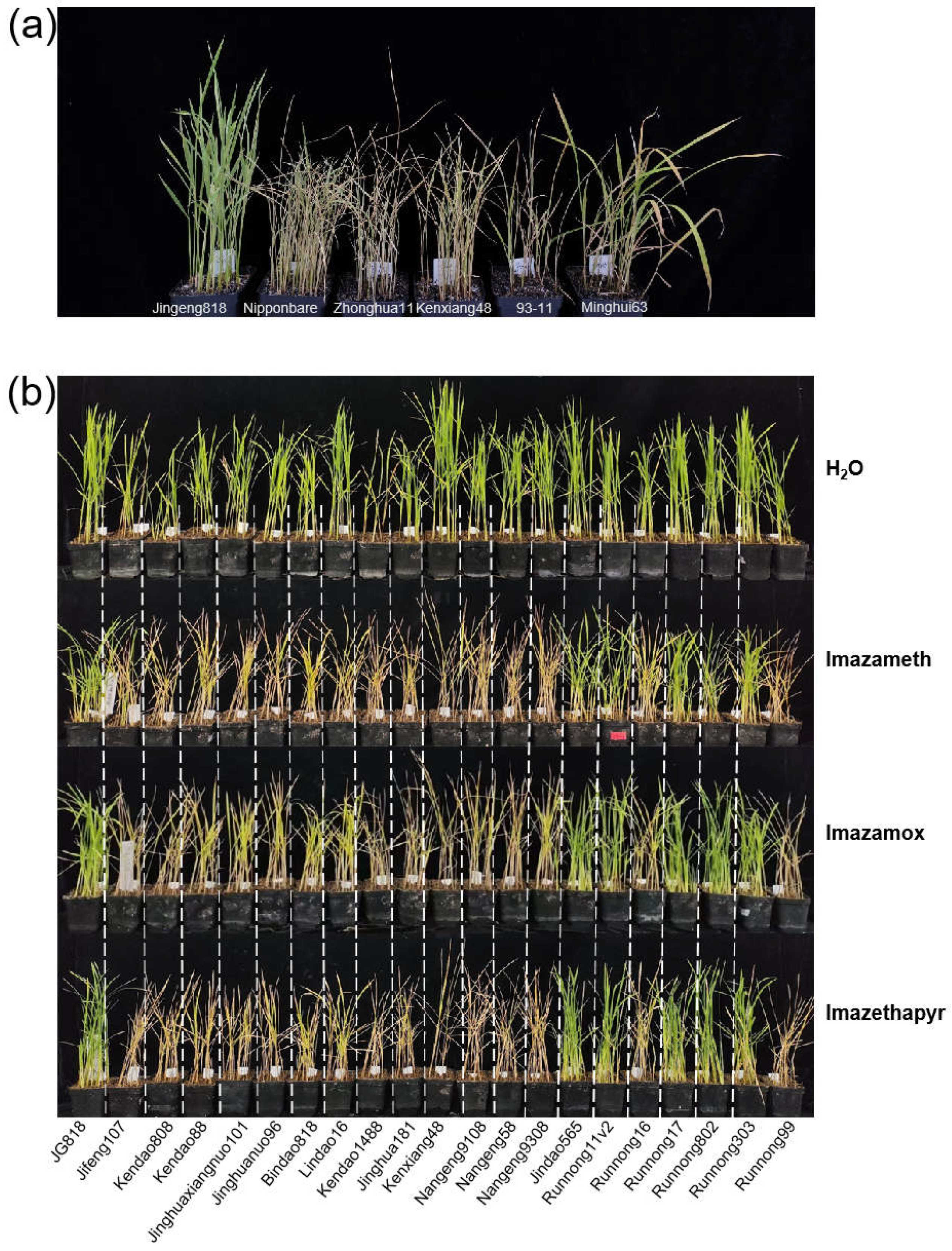 Plants 13 01097 g002