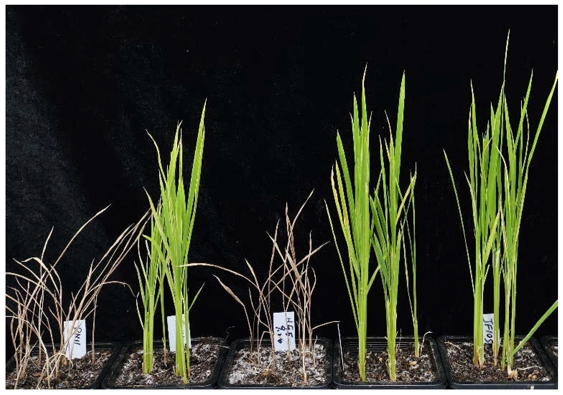 Plants 13 01097 g004