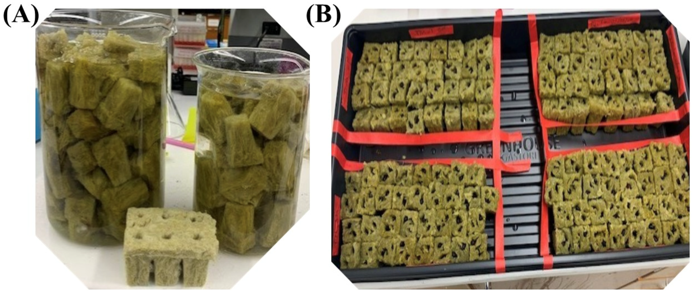 Plants 13 01102 g001