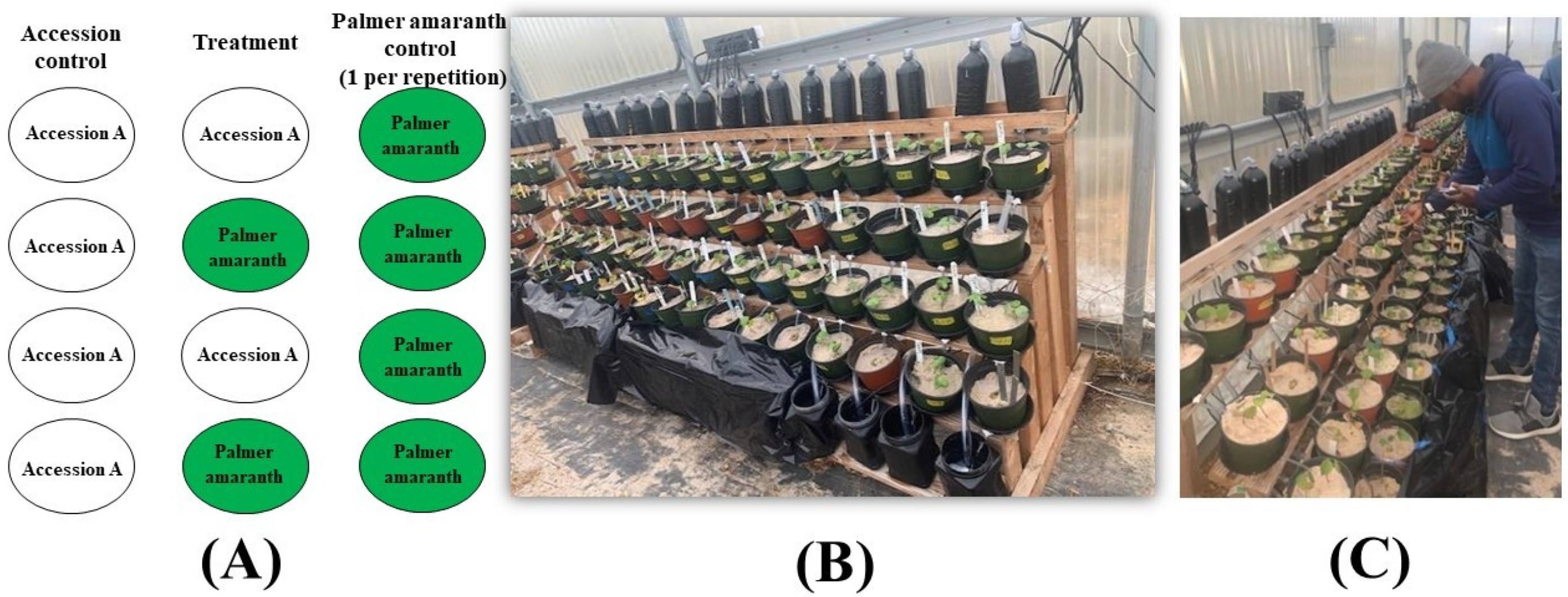 Plants 13 01102 g002