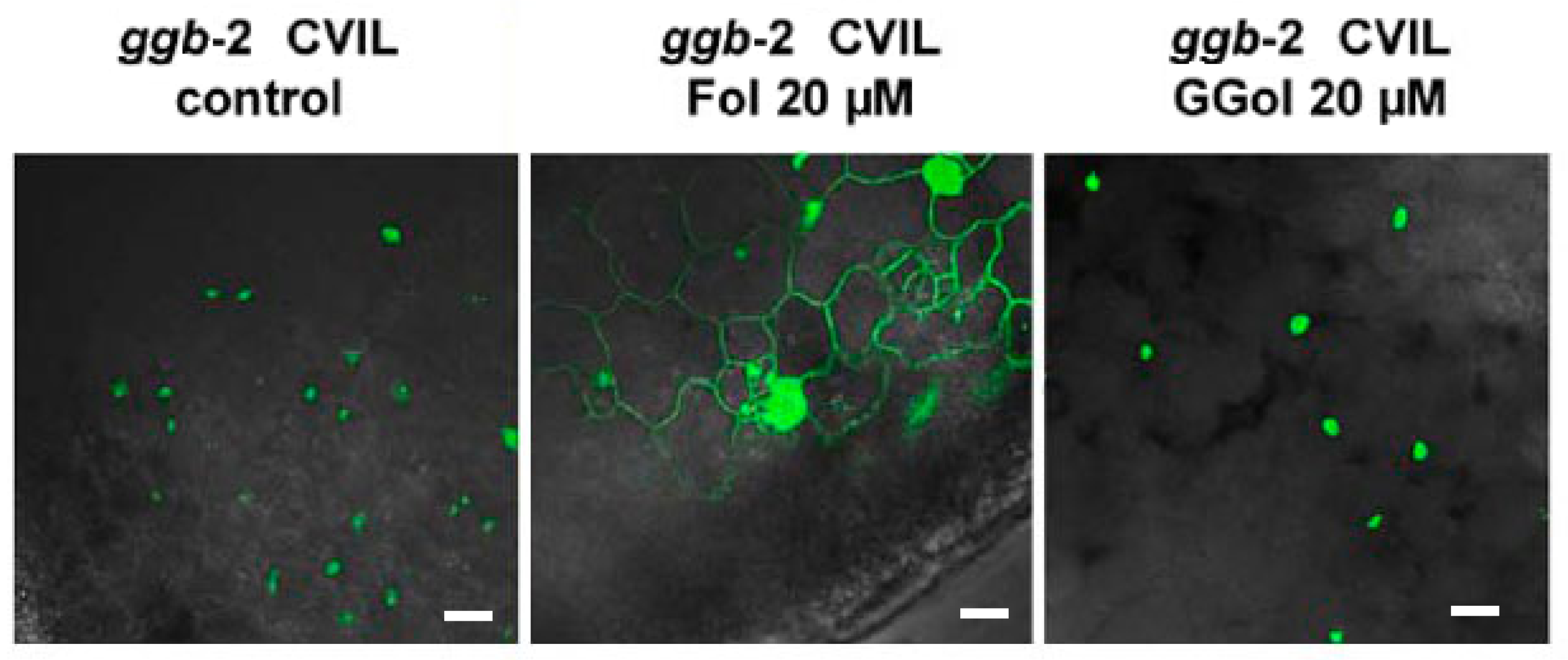 Plants 13 01110 g004 Plants 13 01110 g004
