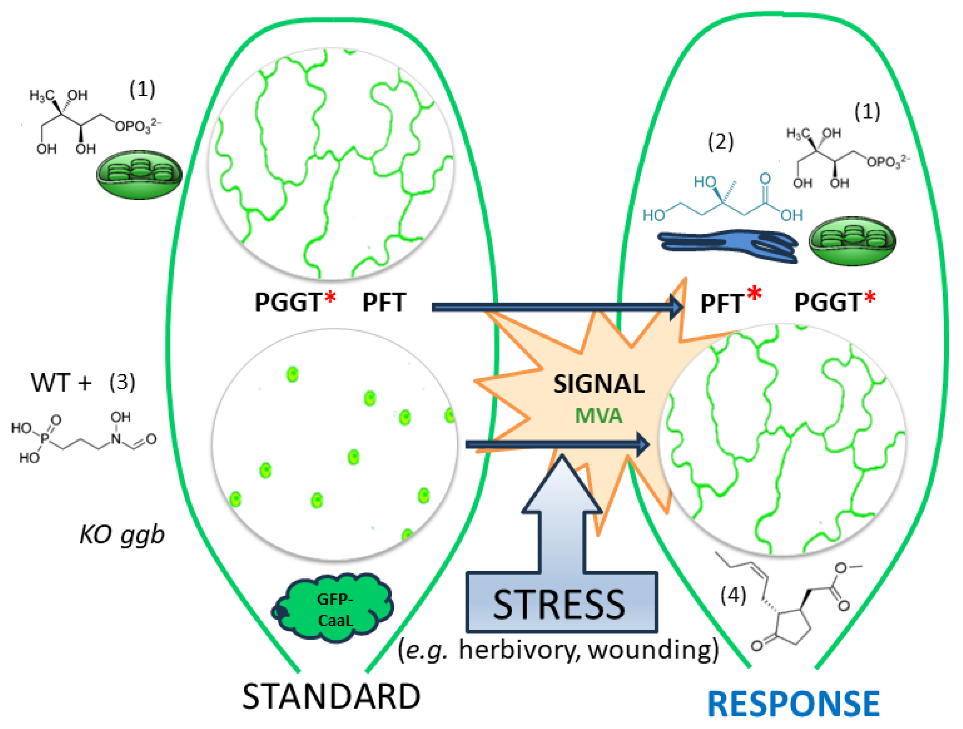 Plants 13 01110 g007 Plants 13 01110 g007