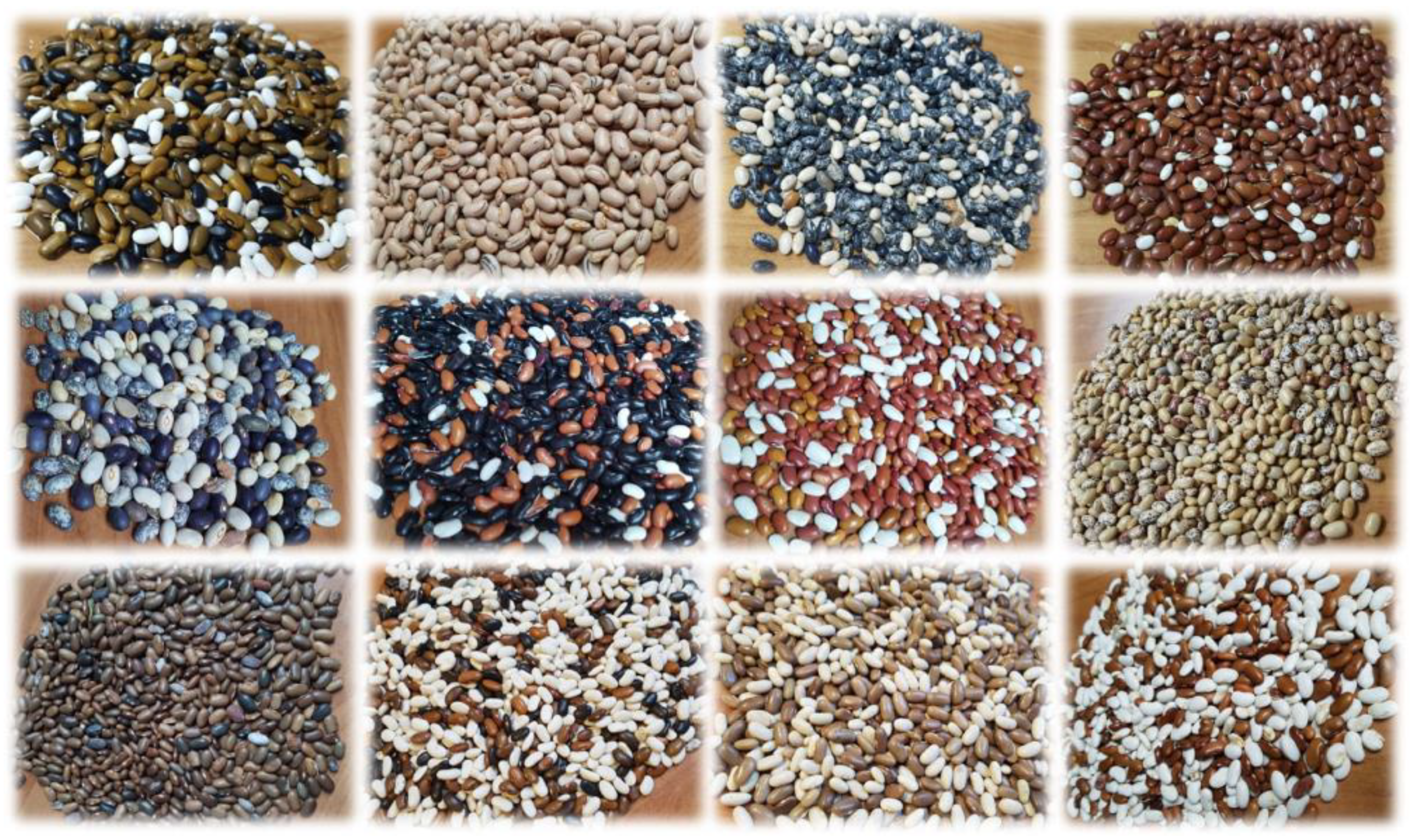 Plants 13 01112 g001