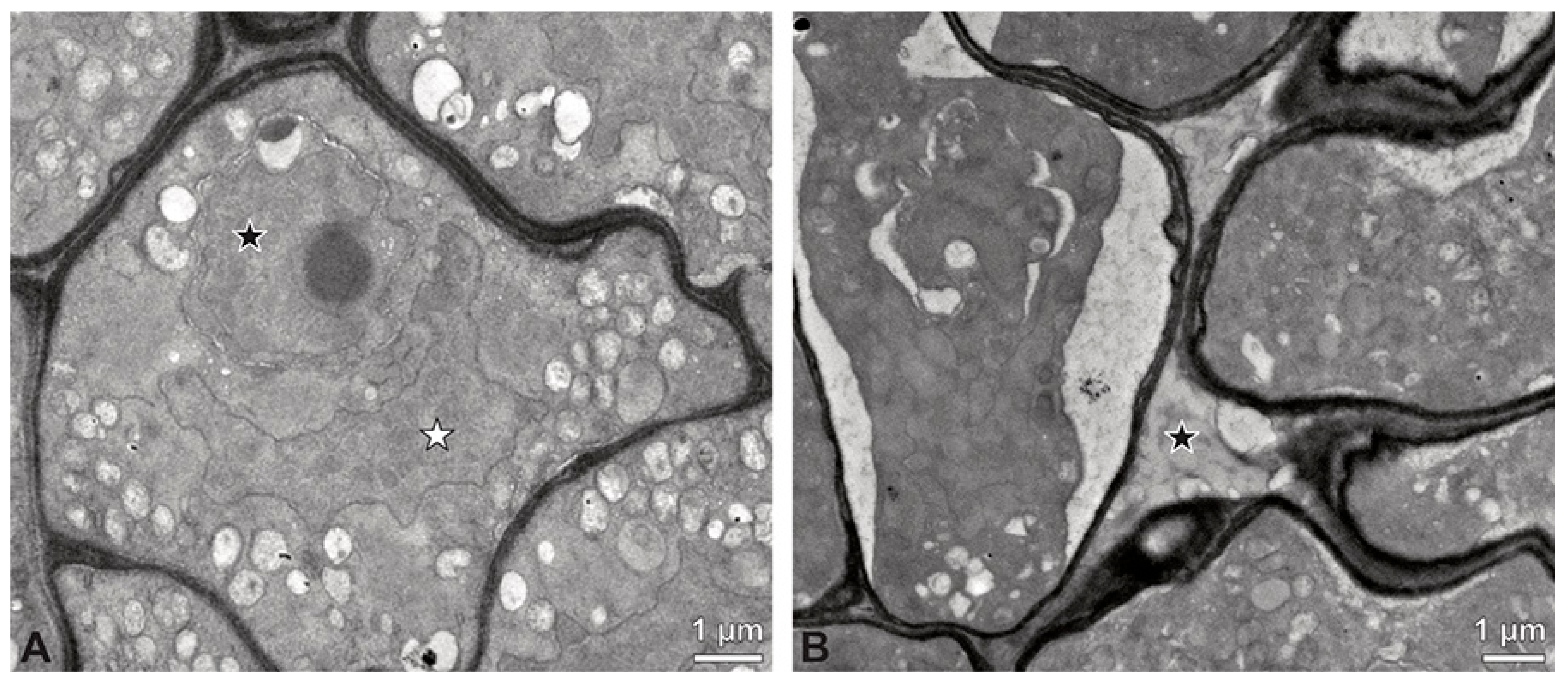 Plants 13 01114 g007