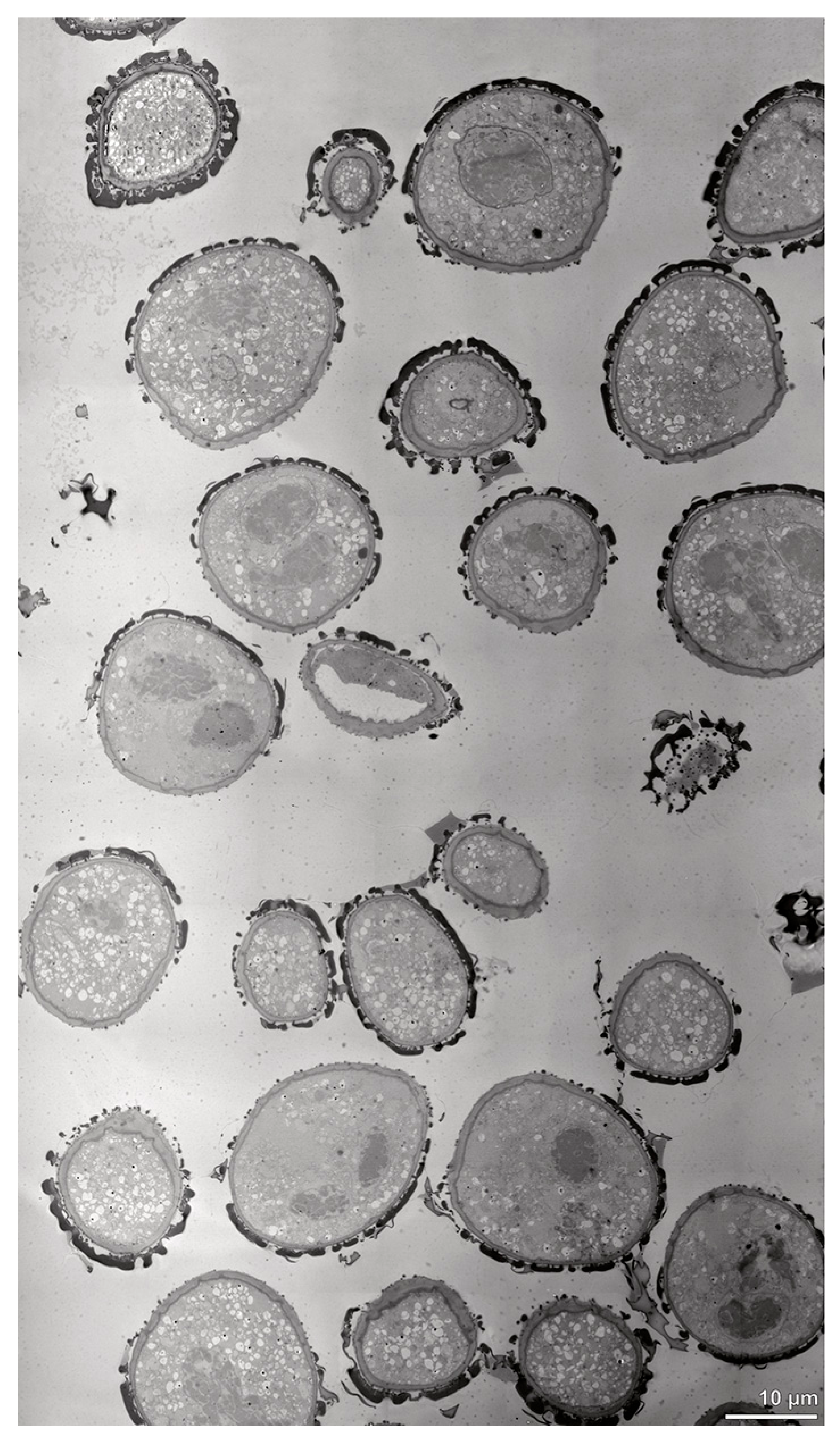 Plants 13 01114 g010