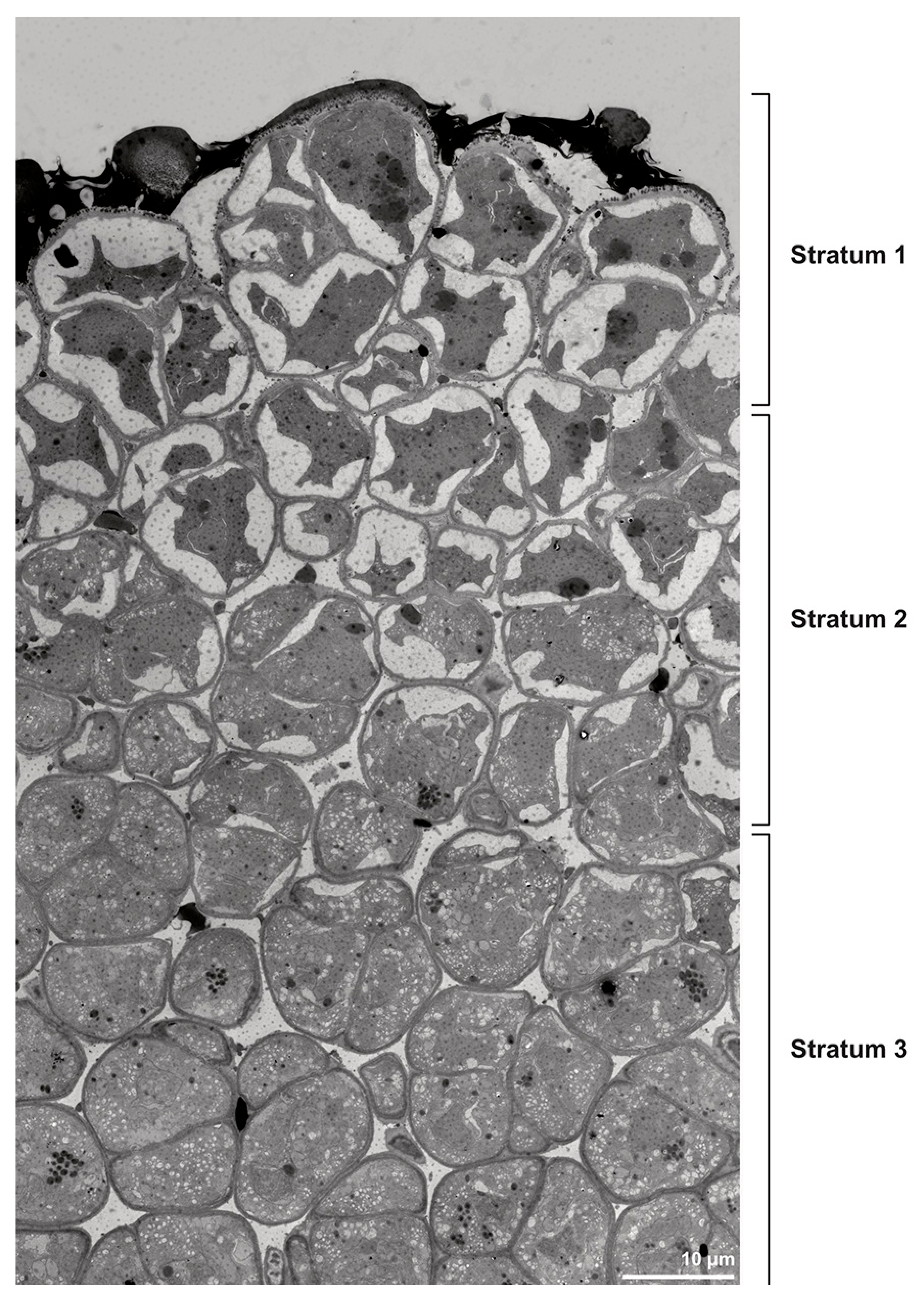Plants 13 01114 g015