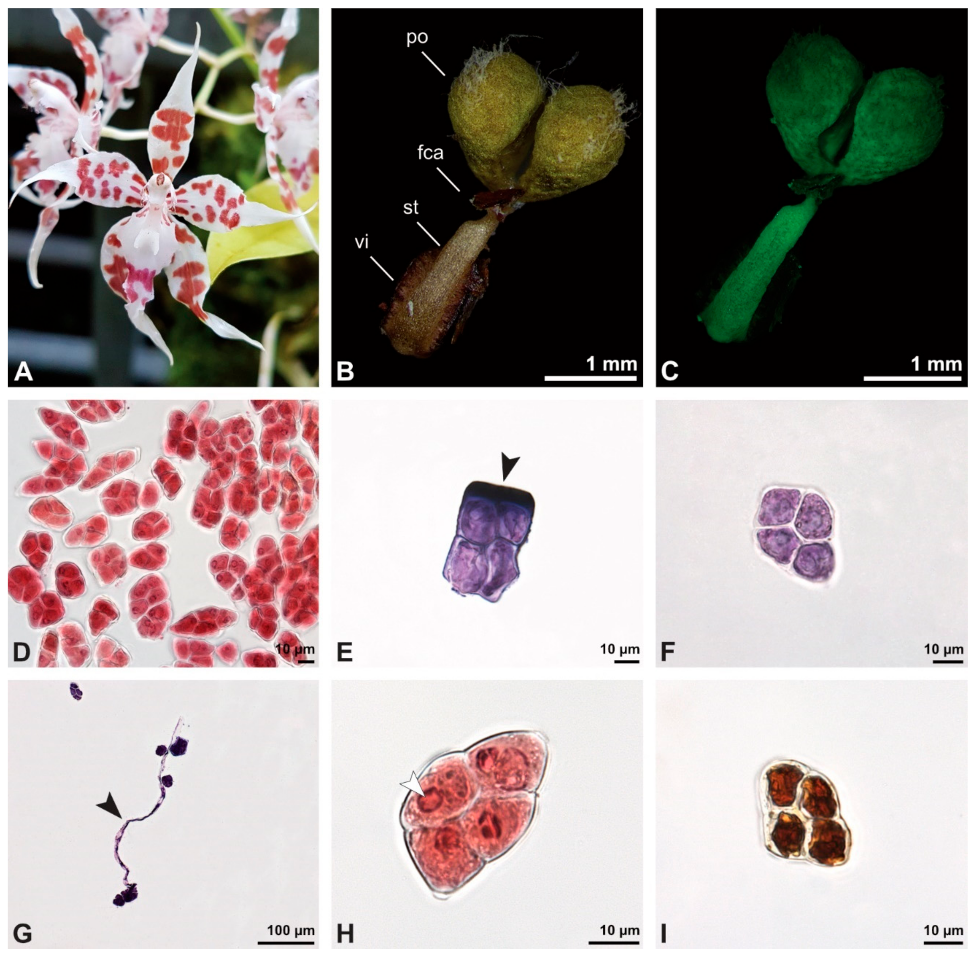 Plants 13 01114 g019