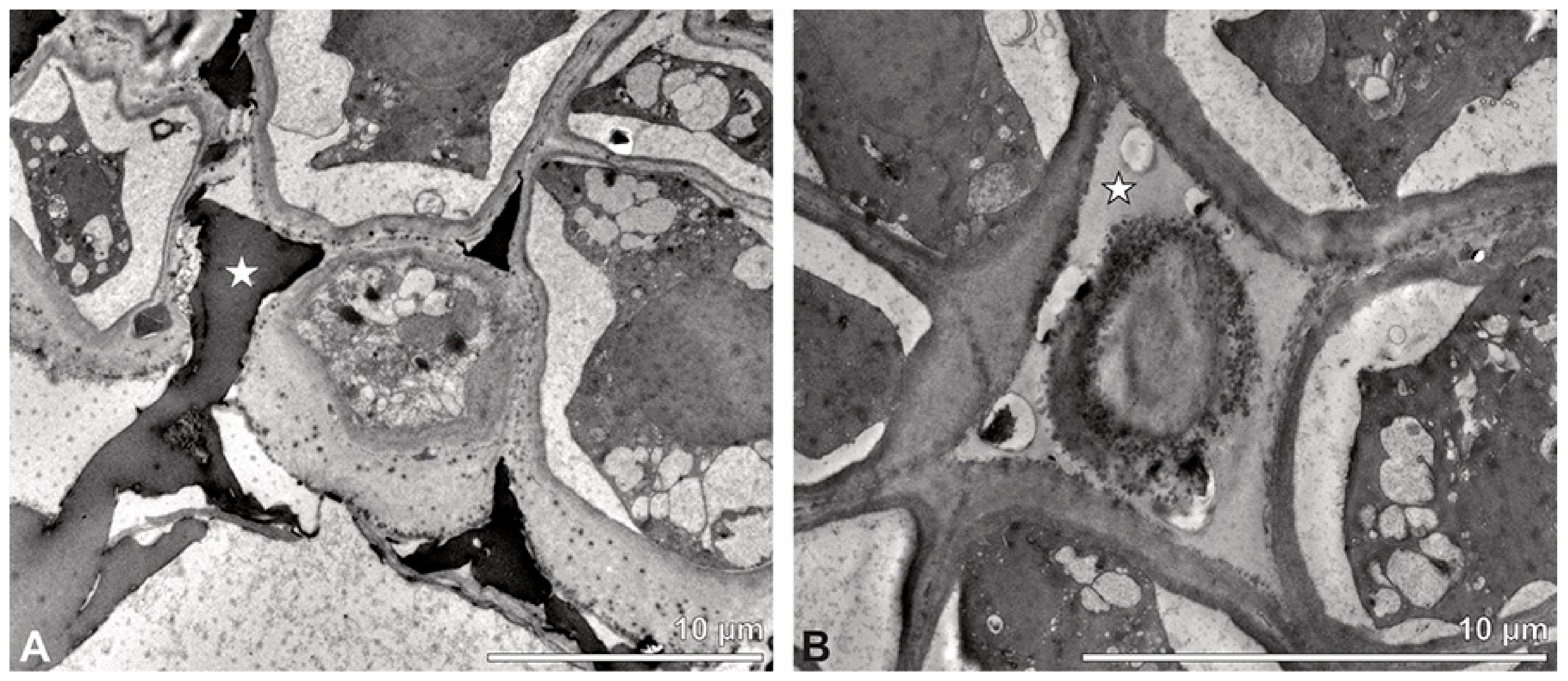 Plants 13 01114 g024