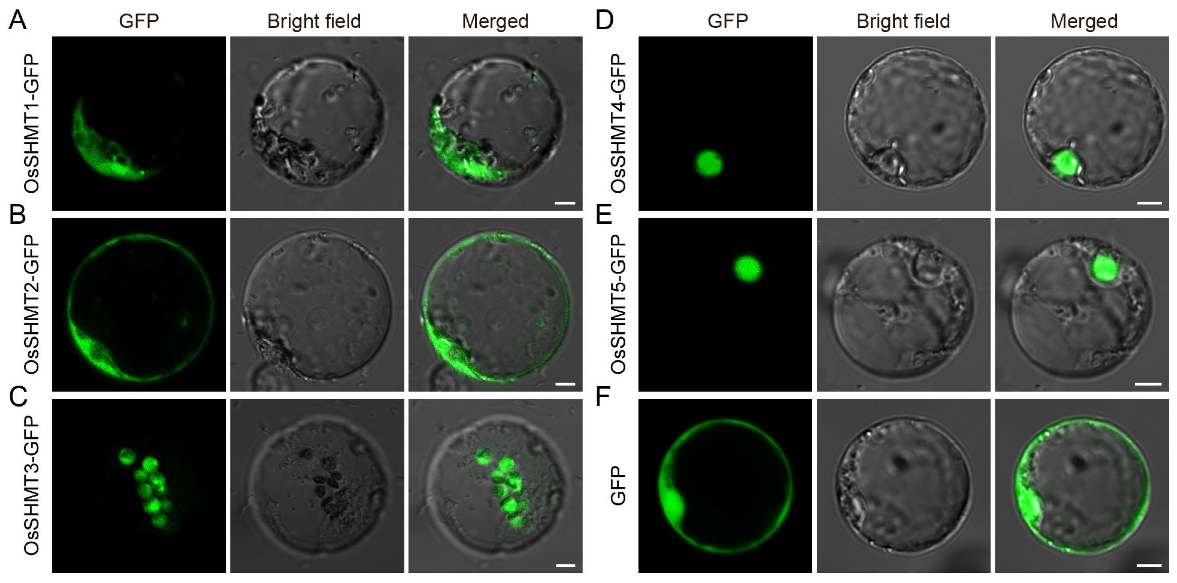 Plants 13 01116 g006 Plants 13 01116 g006