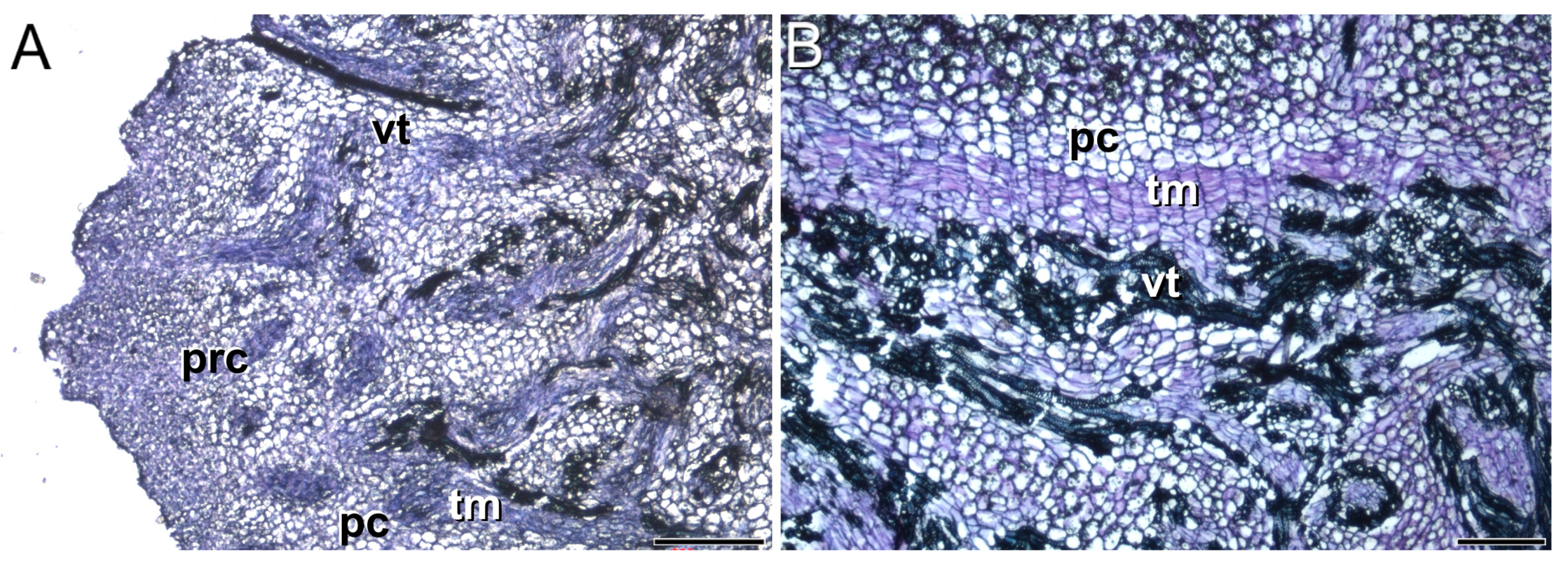 Plants 13 01125 g002