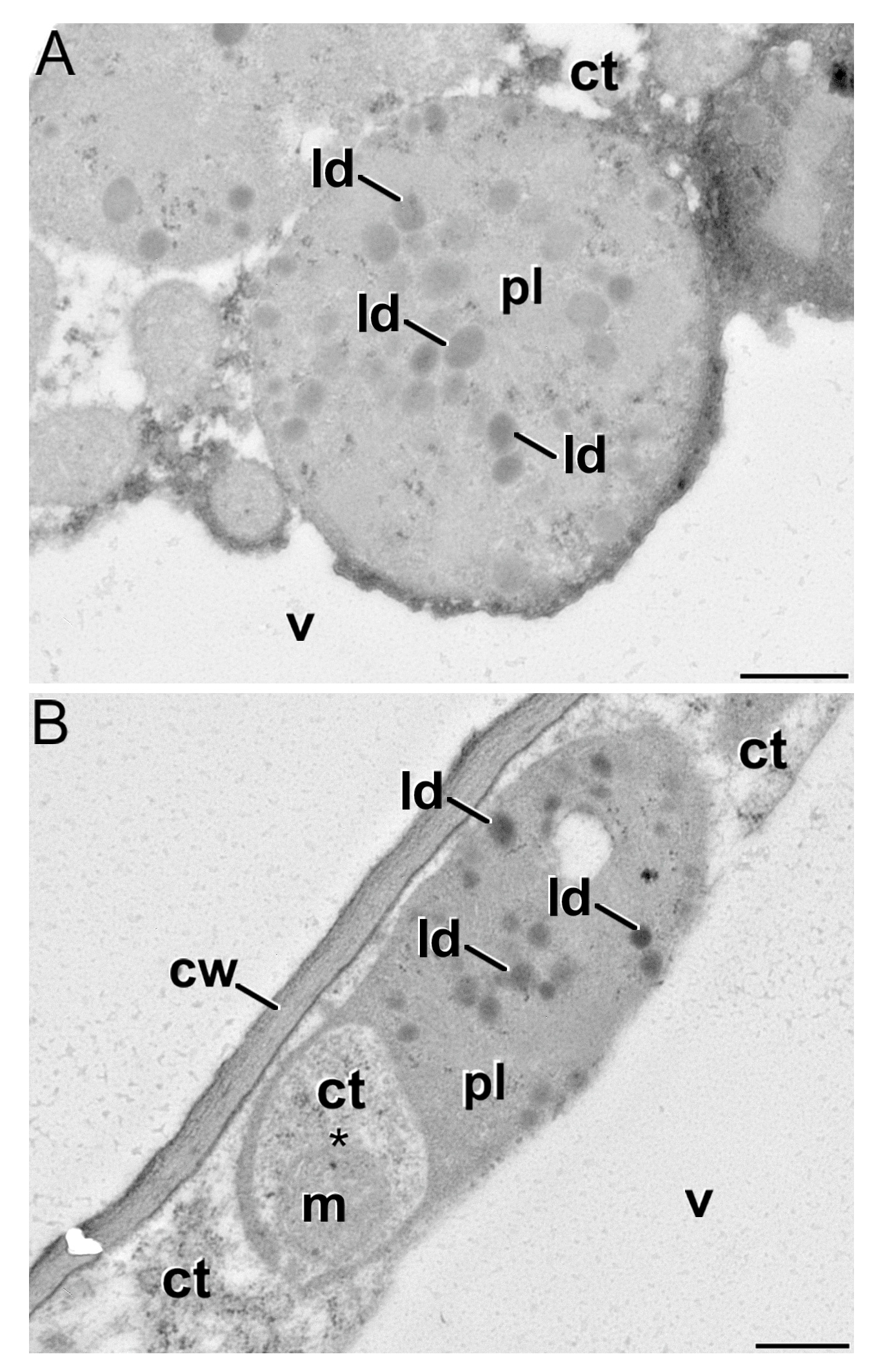 Plants 13 01125 g007
