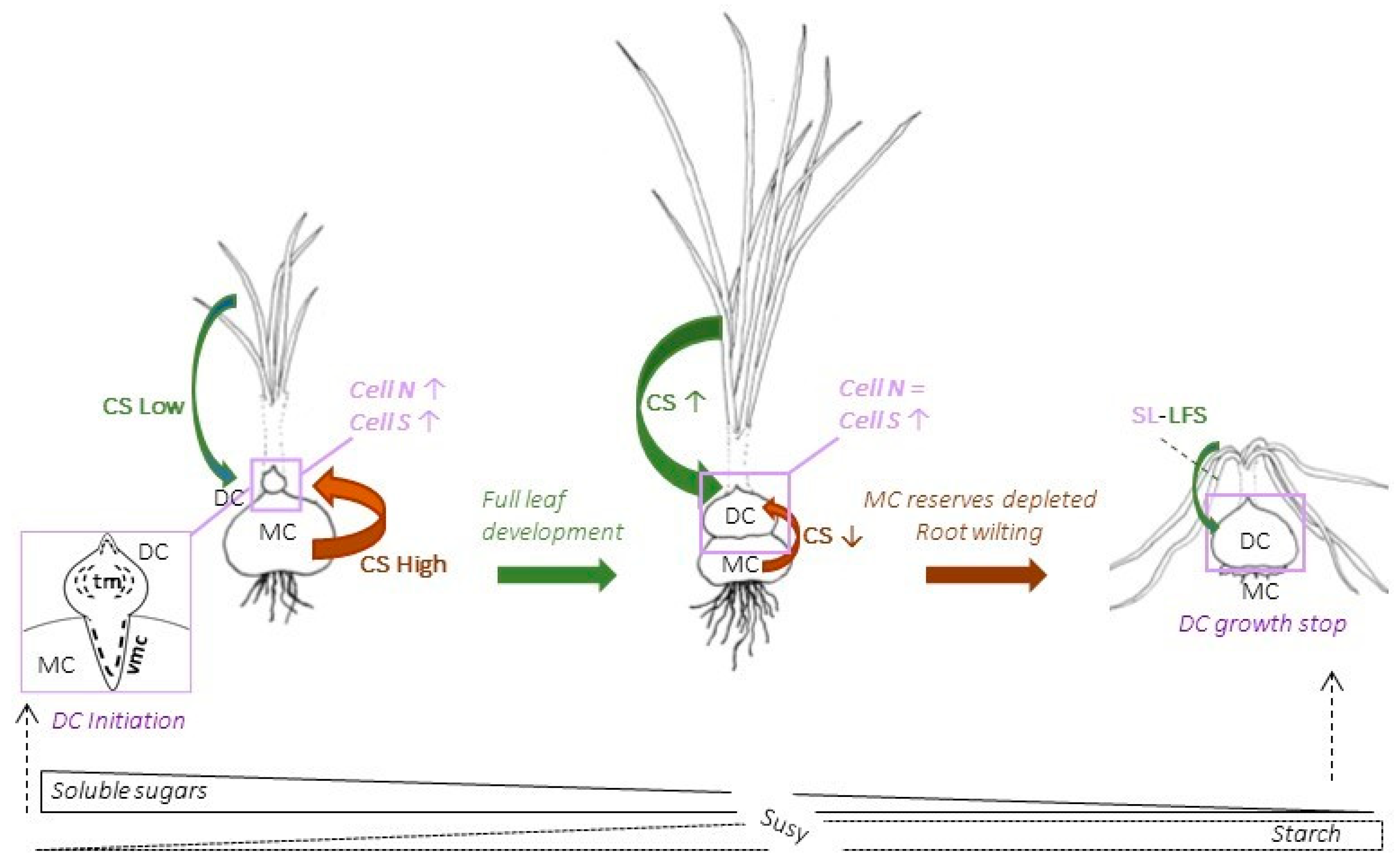 Plants 13 01125 g009