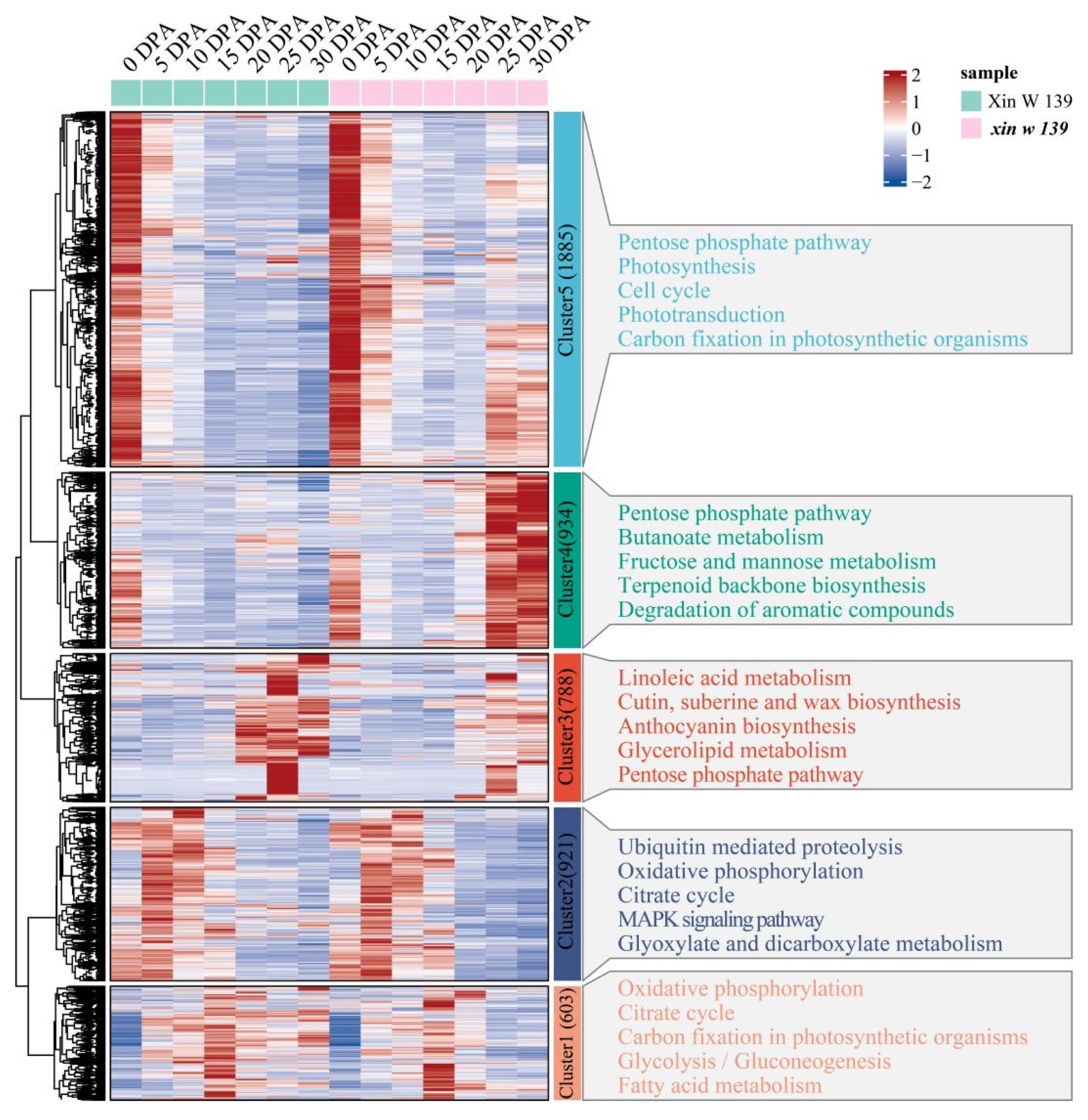 Plants 13 01127 g006