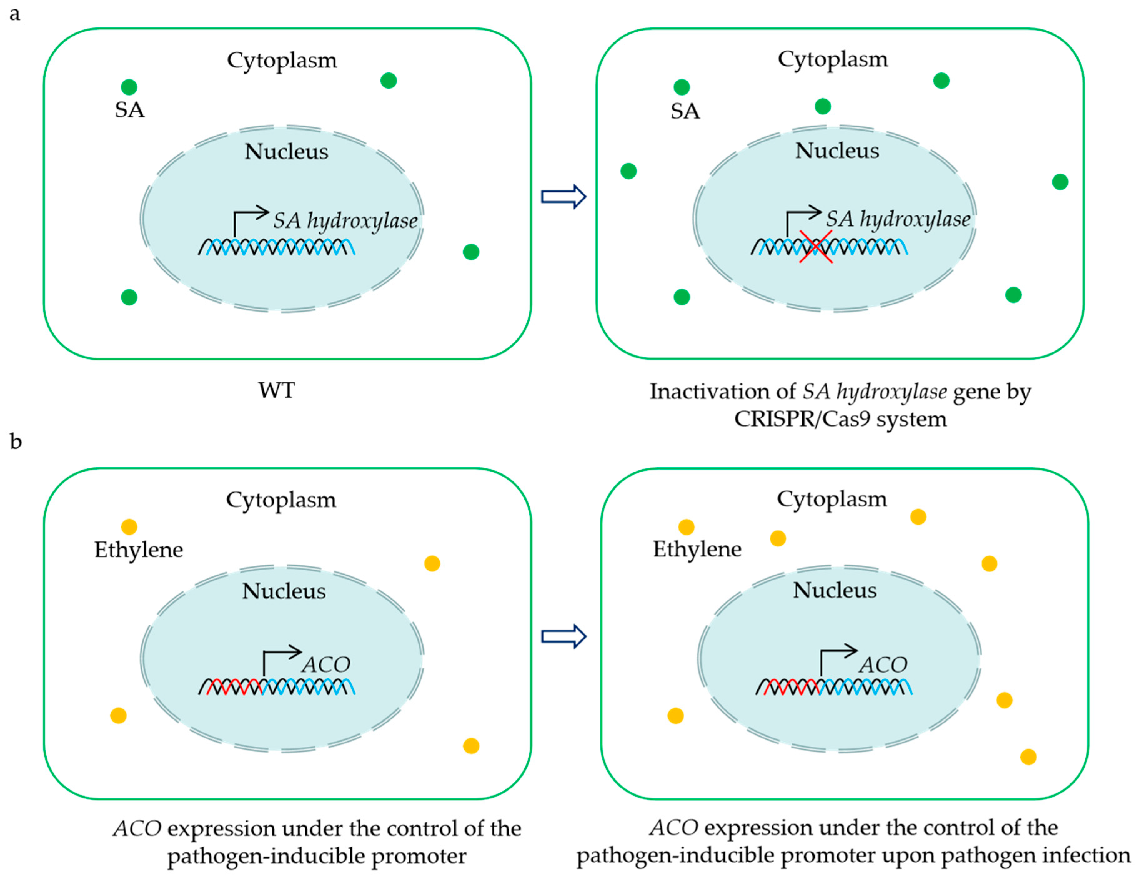 Plants 13 01129 g002 Plants 13 01129 g002