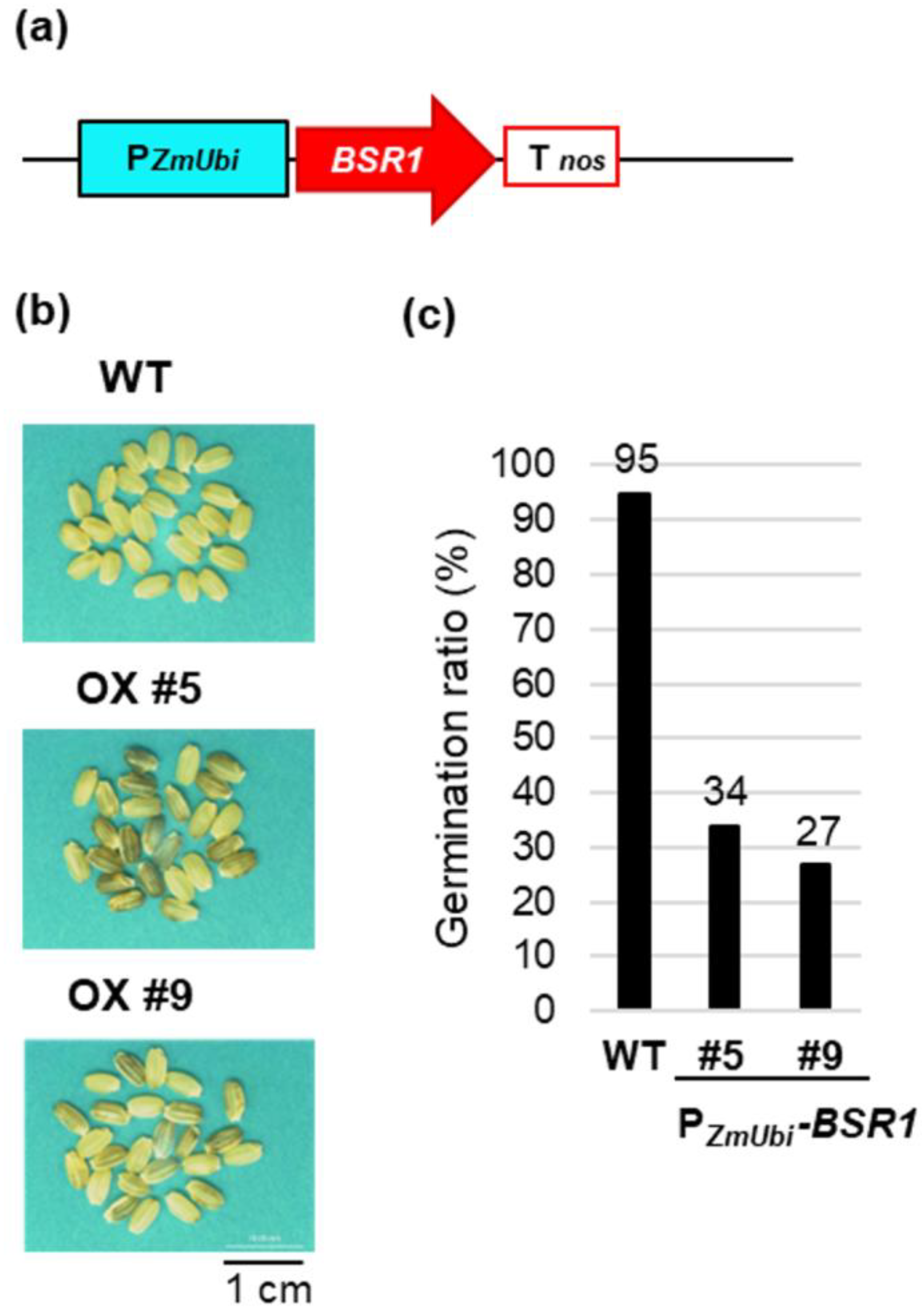 Plants 13 01138 g001