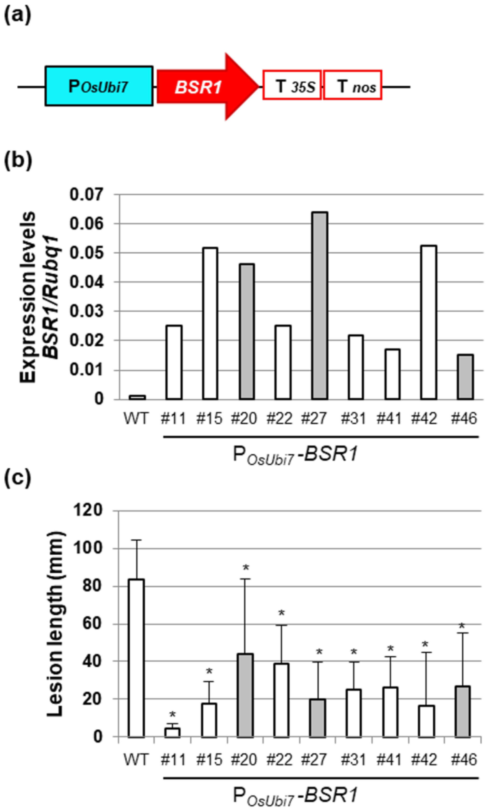 Plants 13 01138 g002