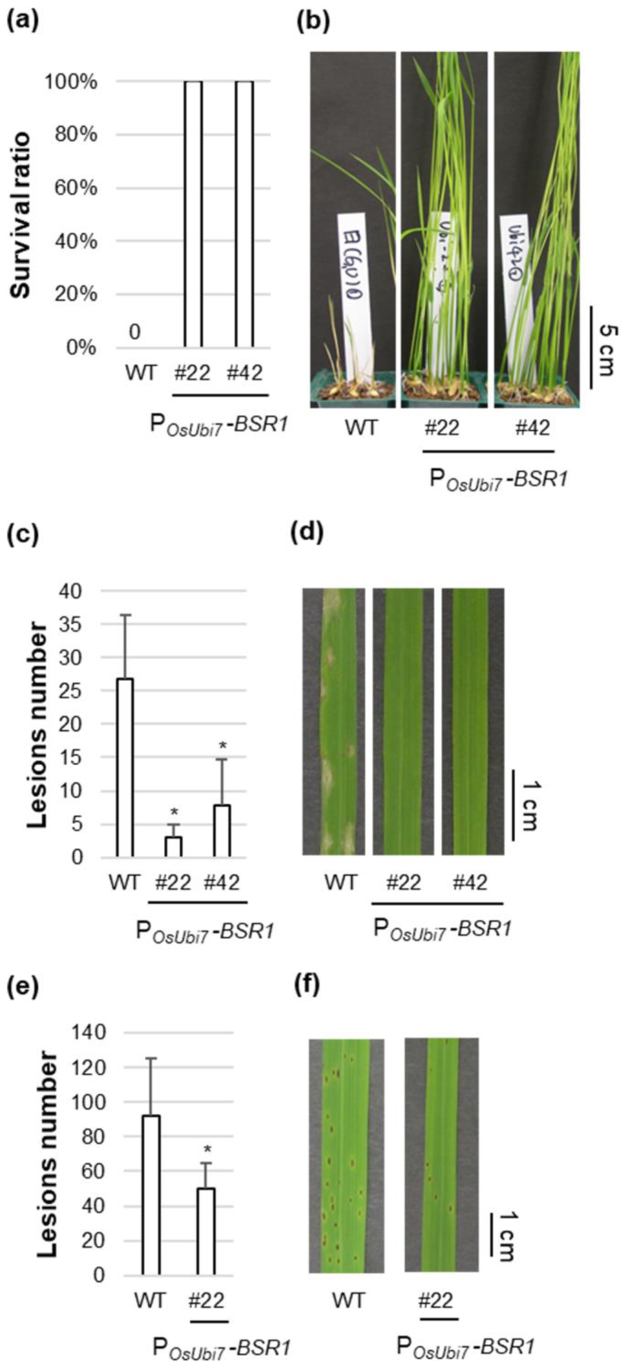 Plants 13 01138 g004