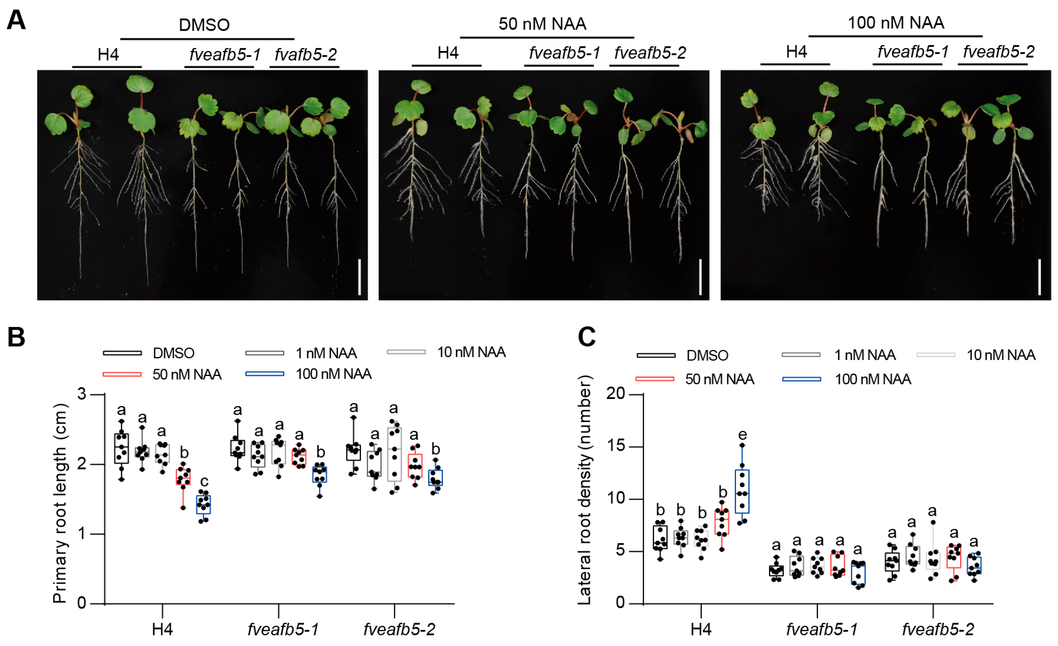 Plants 13 01142 g004