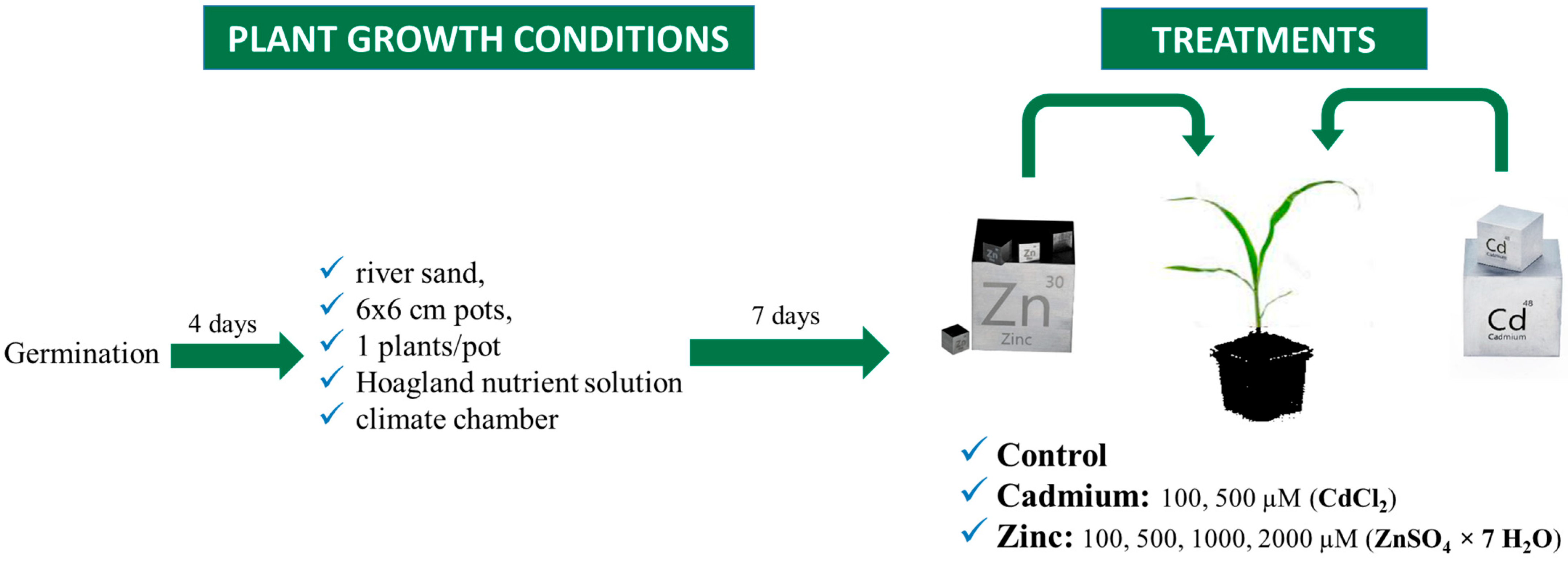 Plants 13 01150 g011