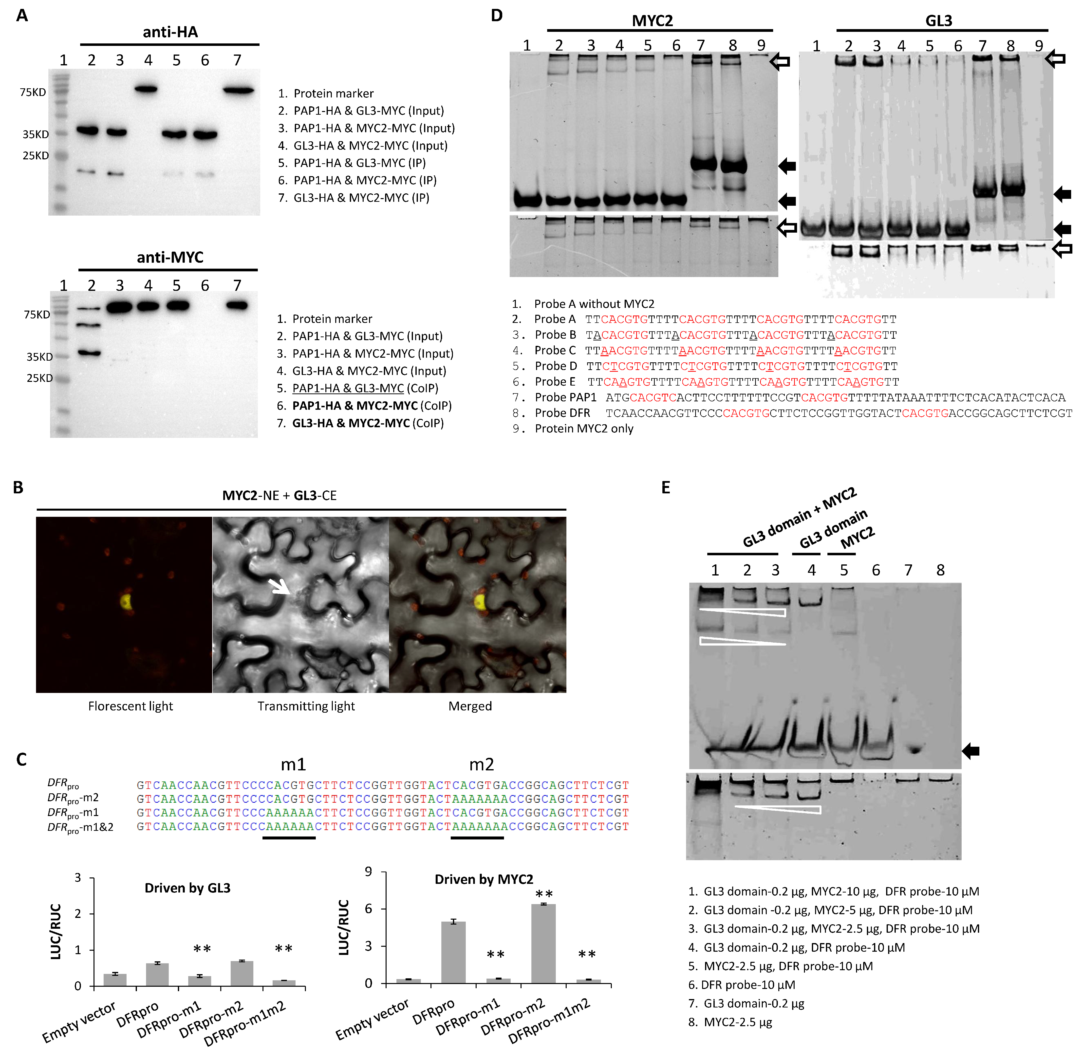 Plants 13 01156 g003