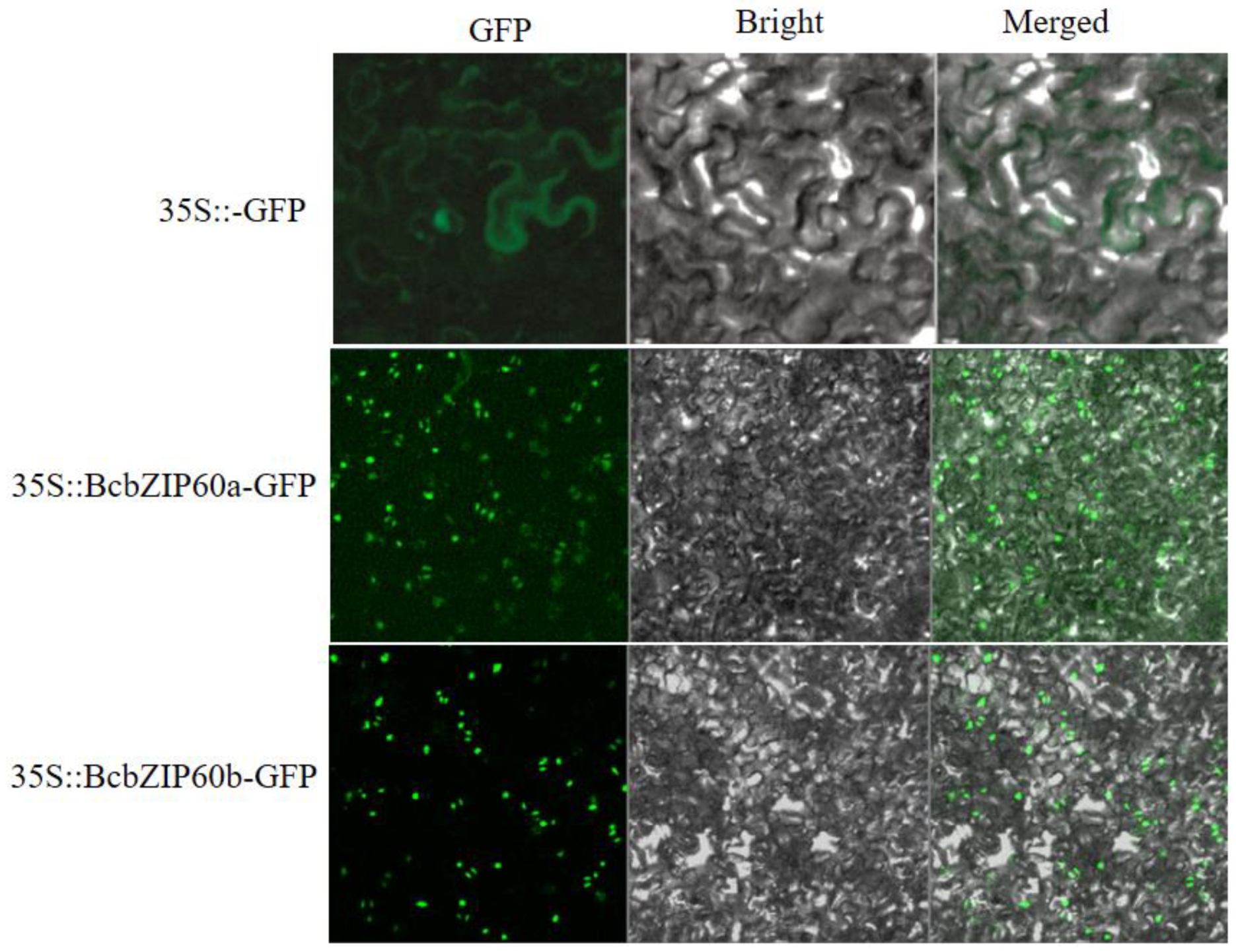 Plants 13 01160 g006