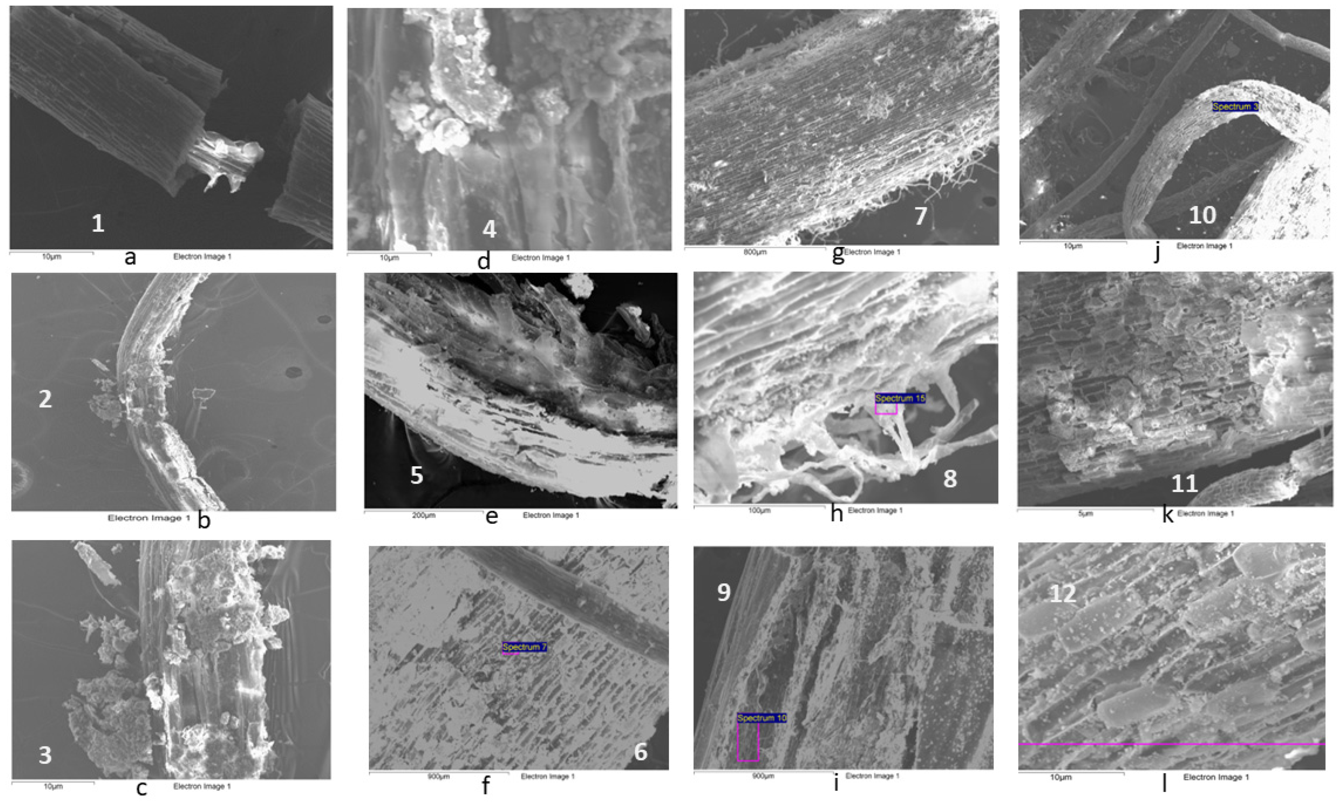 Plants 13 01161 g007 Plants 13 01161 g007