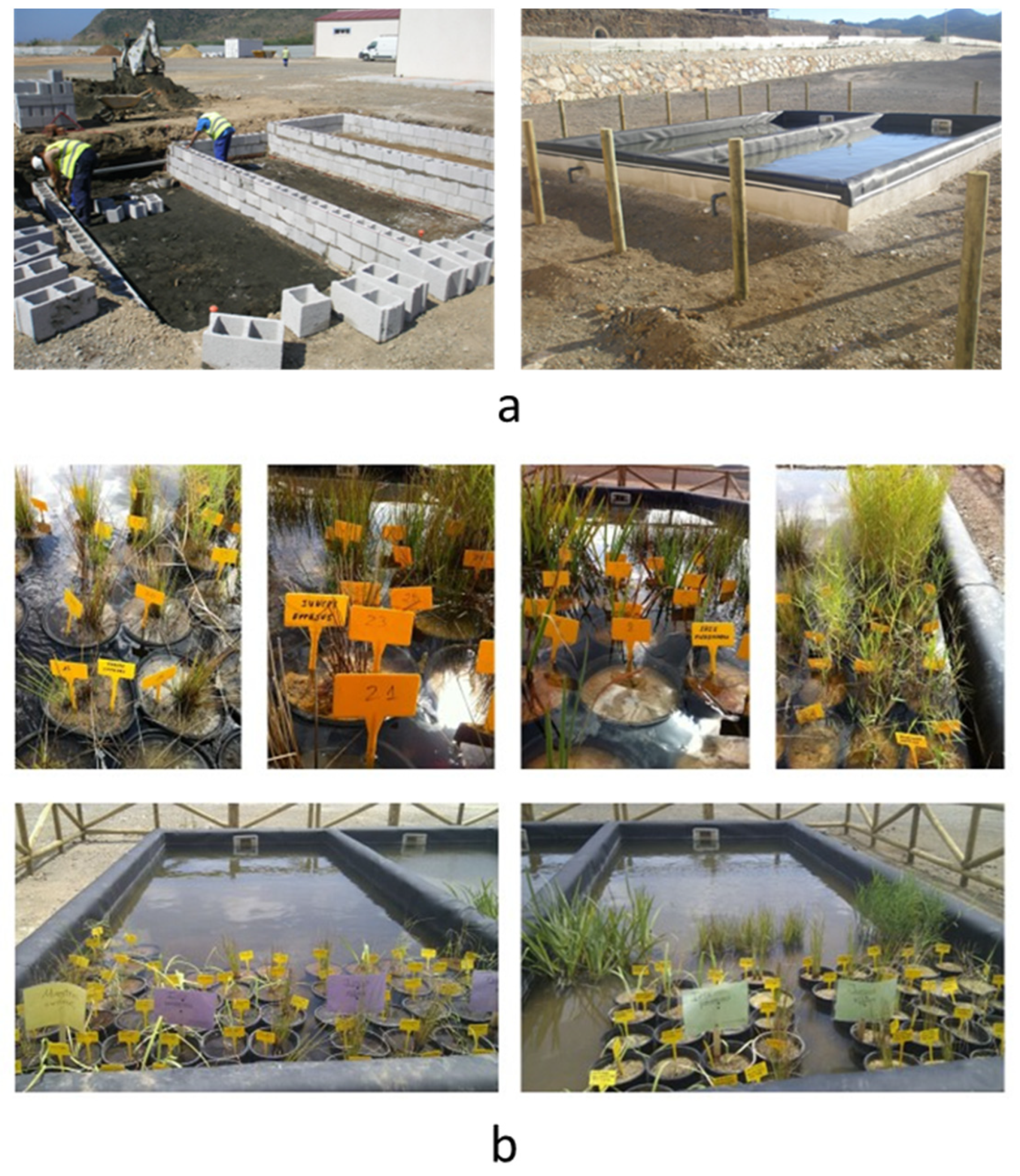 Plants 13 01161 g008 Plants 13 01161 g008