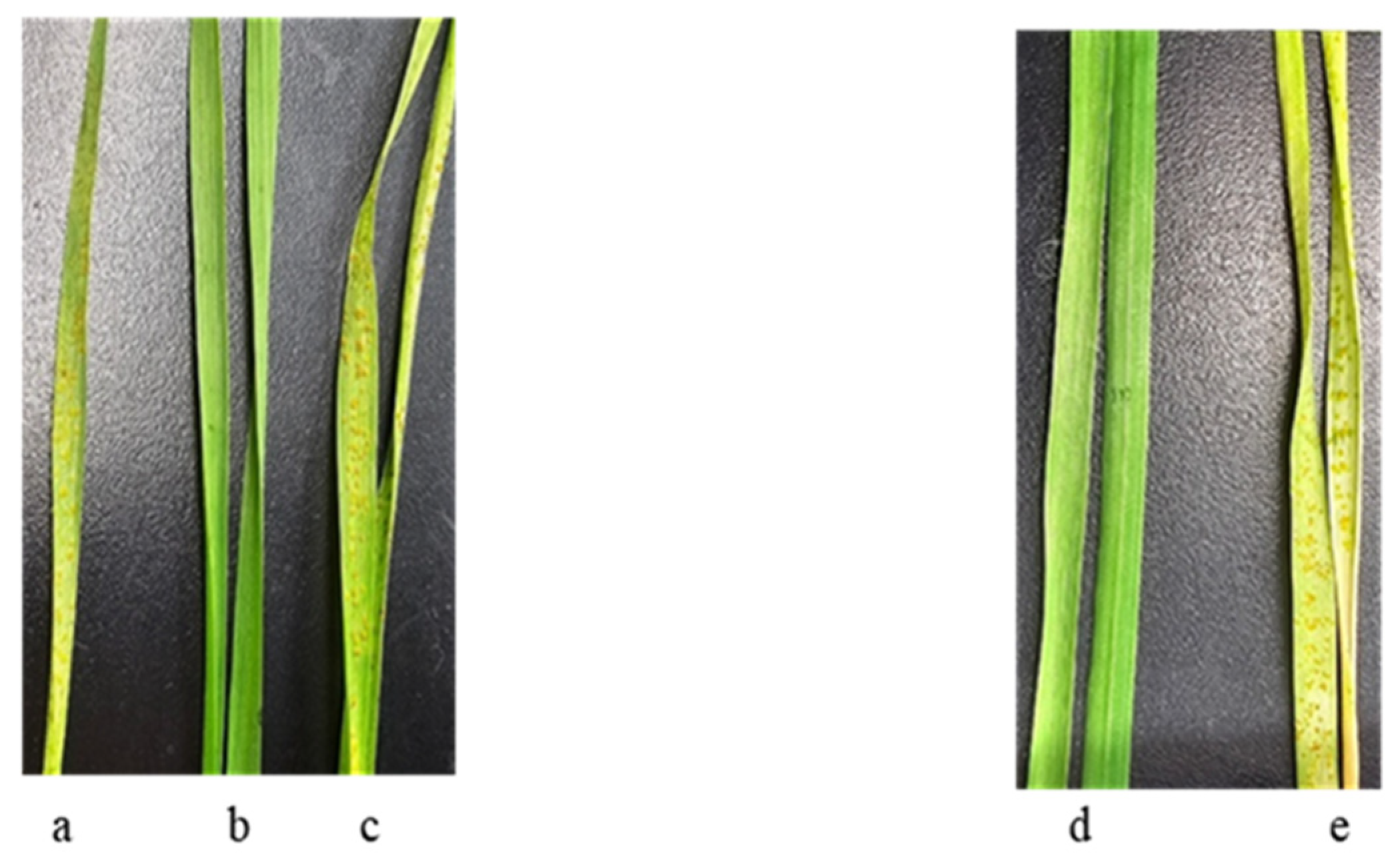 Plants 13 01166 g005 Plants 13 01166 g005