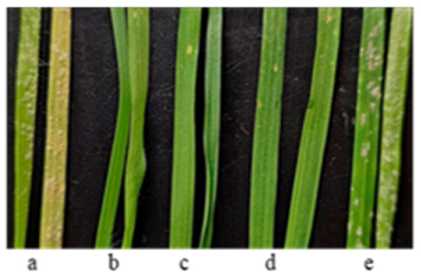 Plants 13 01166 g011 Plants 13 01166 g011