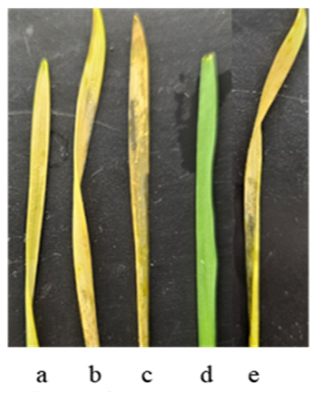 Plants 13 01166 g013 Plants 13 01166 g013