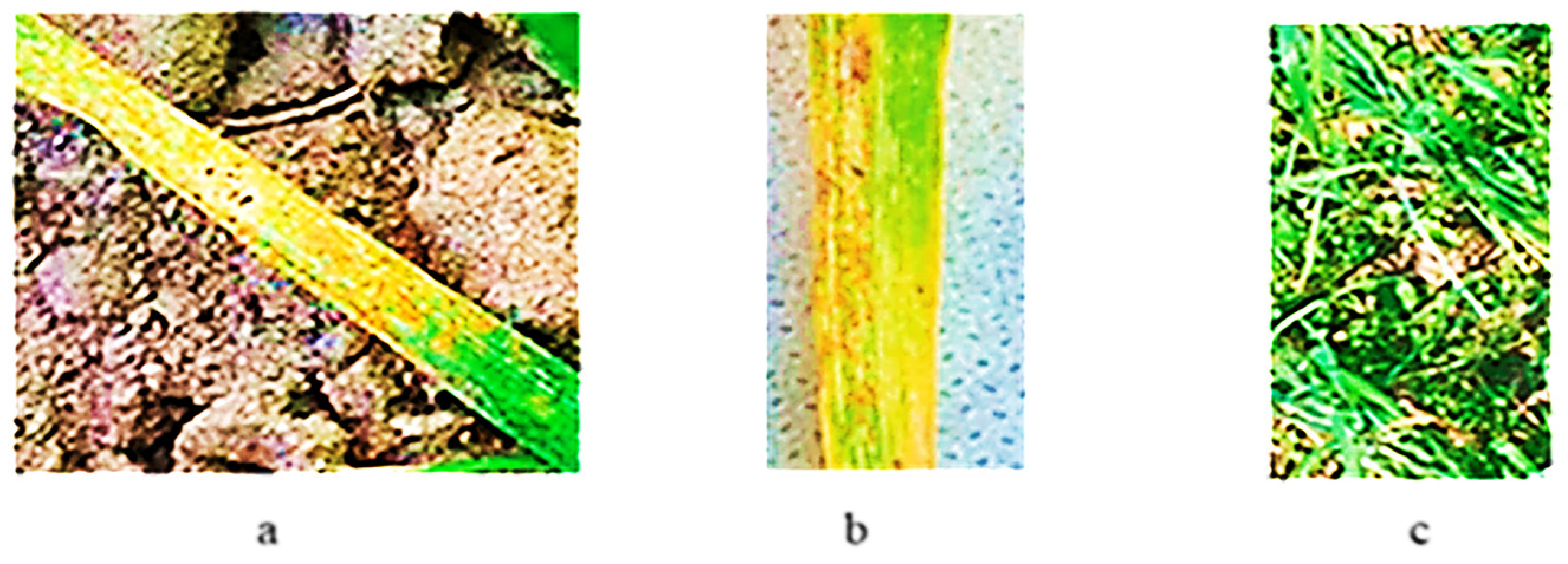 Plants 13 01166 g014 Plants 13 01166 g014