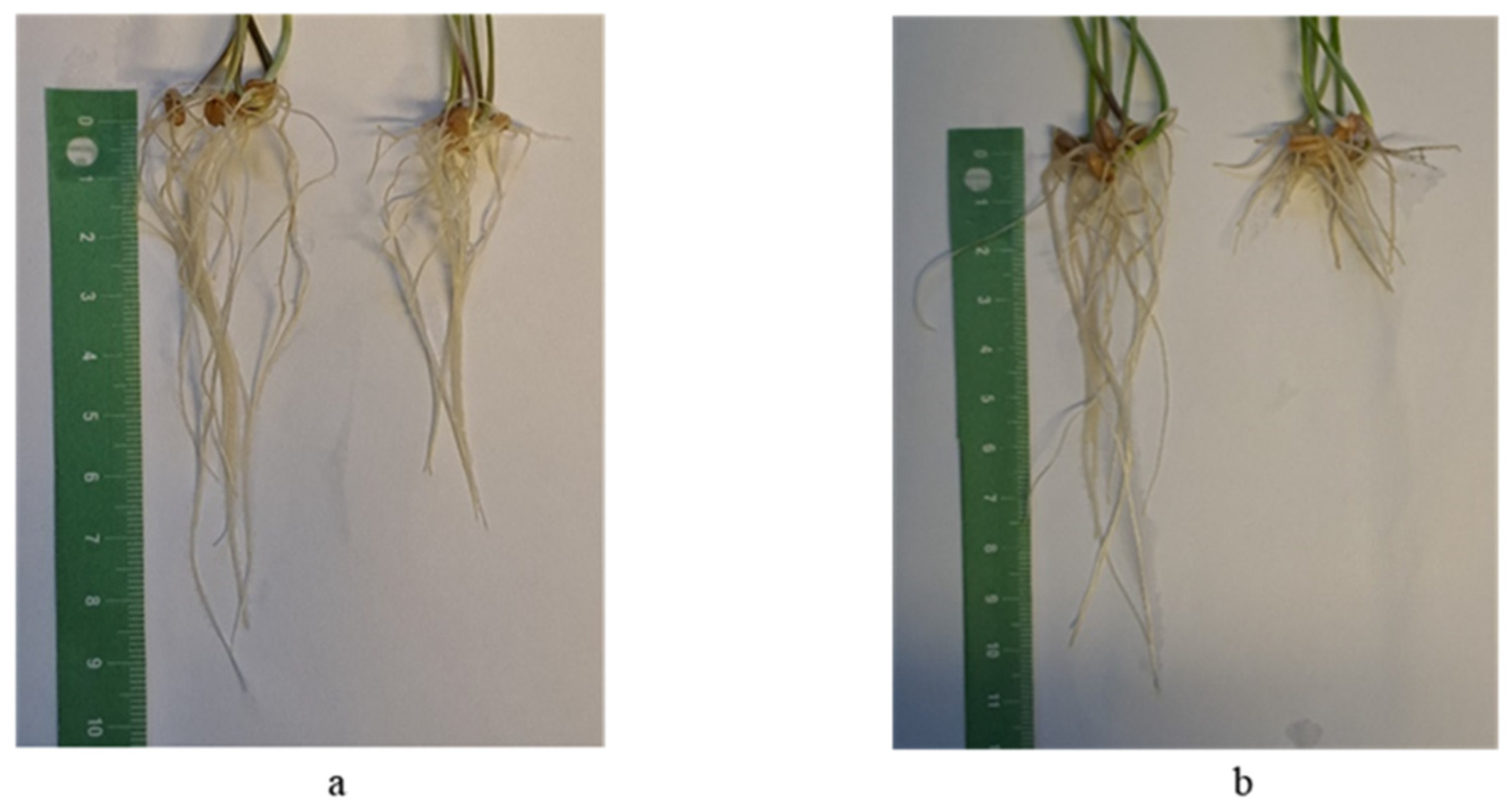 Plants 13 01166 g016 Plants 13 01166 g016