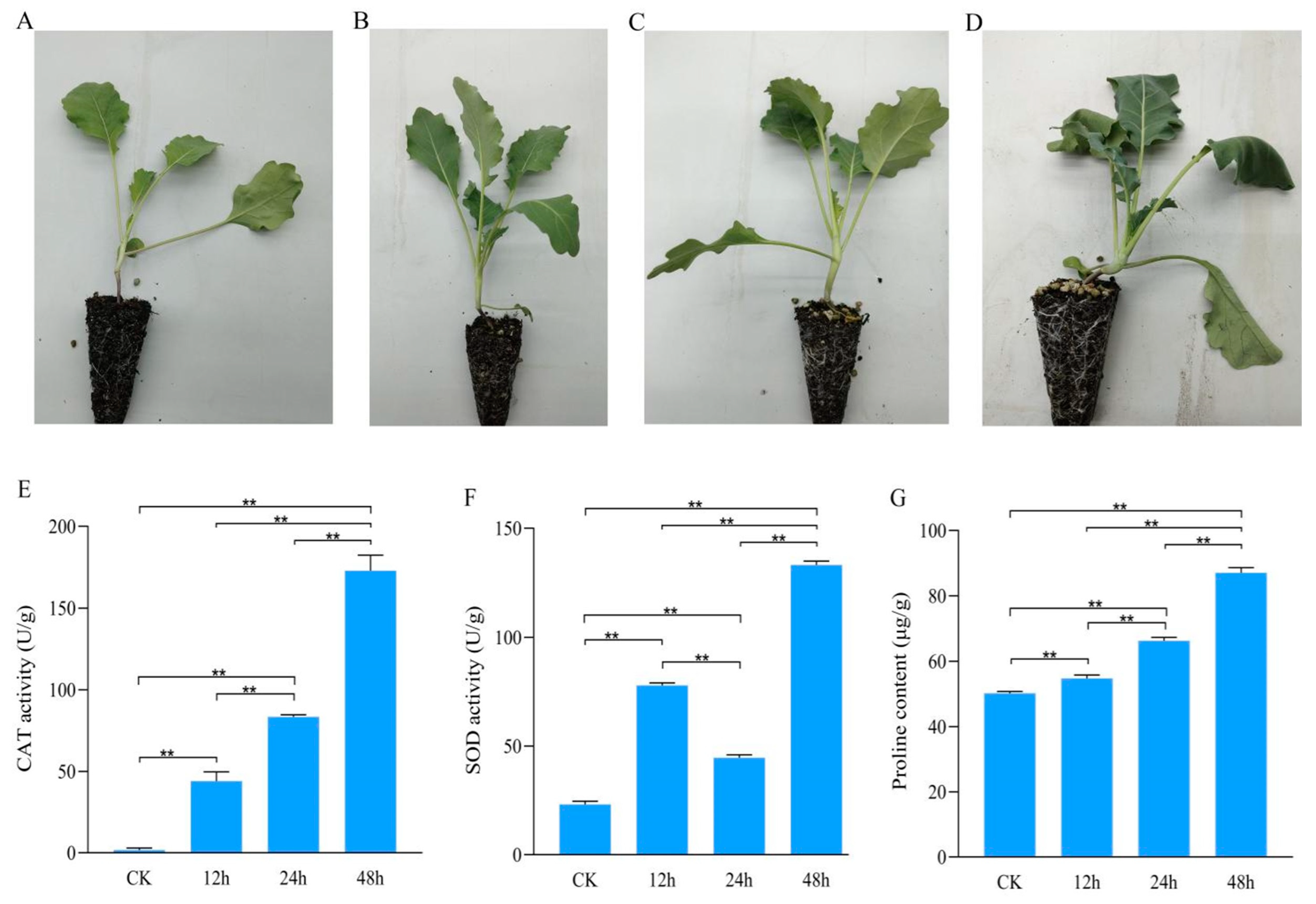 Plants 13 01167 g001