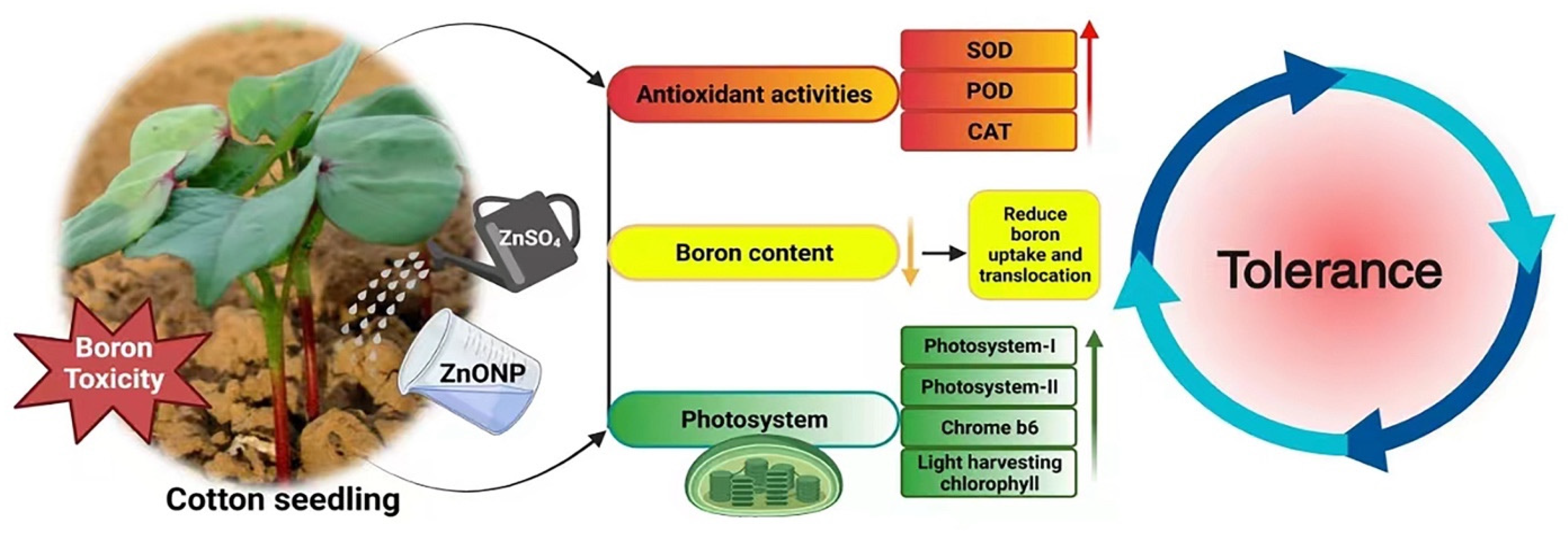 Plants 13 01184 g005