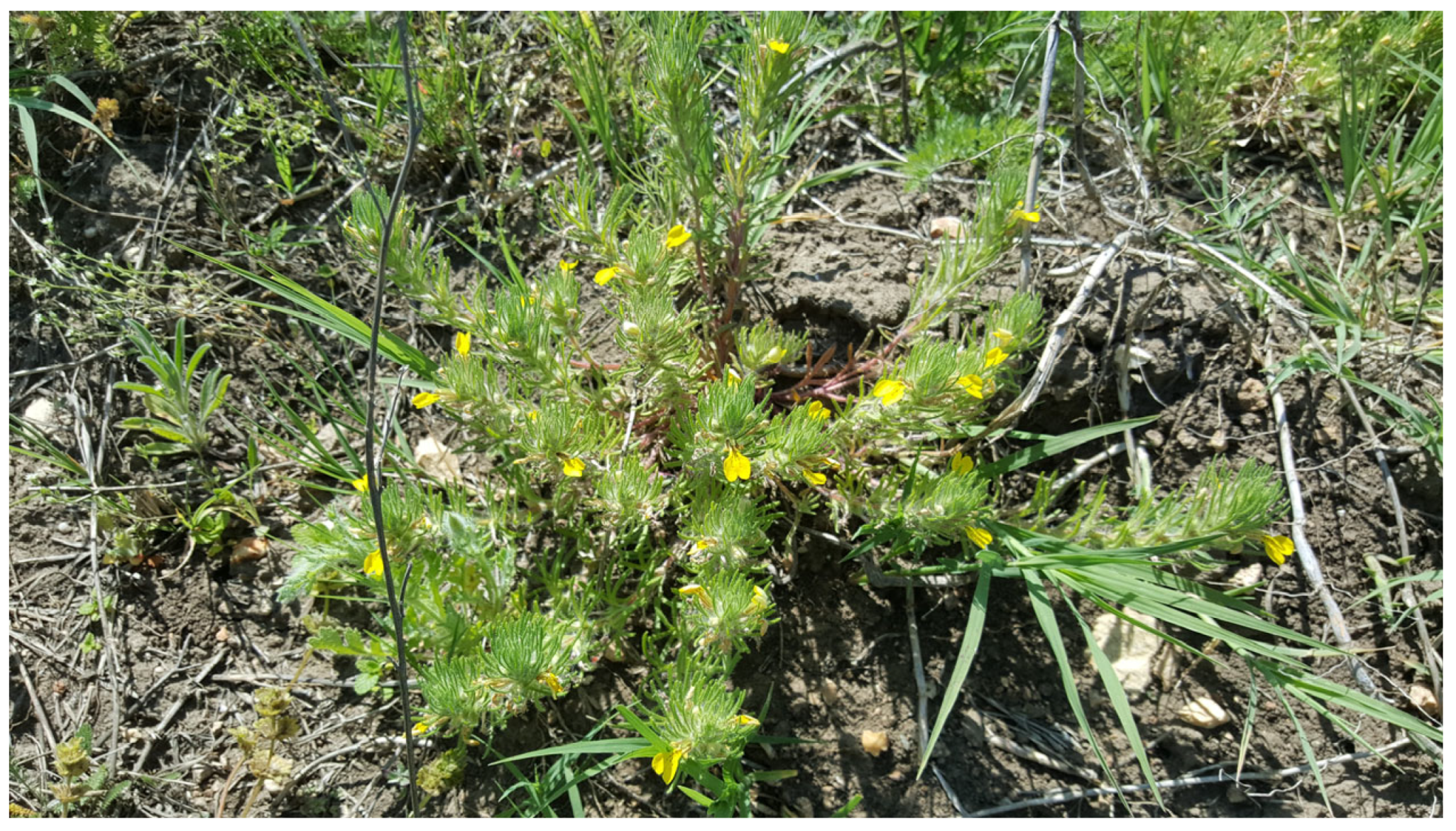 Plants 13 01192 g001