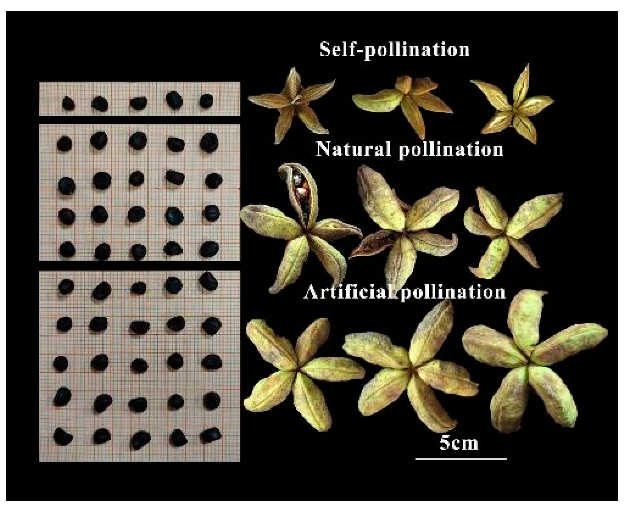 Plants 13 01194 g001