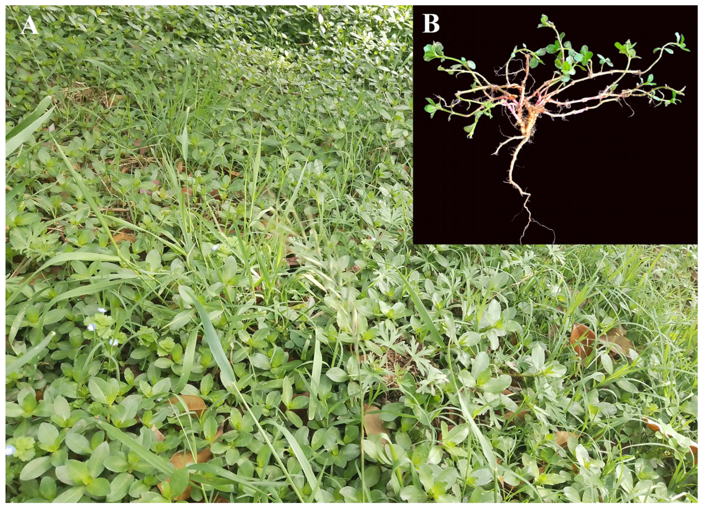 Impacts of Soil Properties on Species Diversity and Impacts of Soil Properties on Species Diversity and