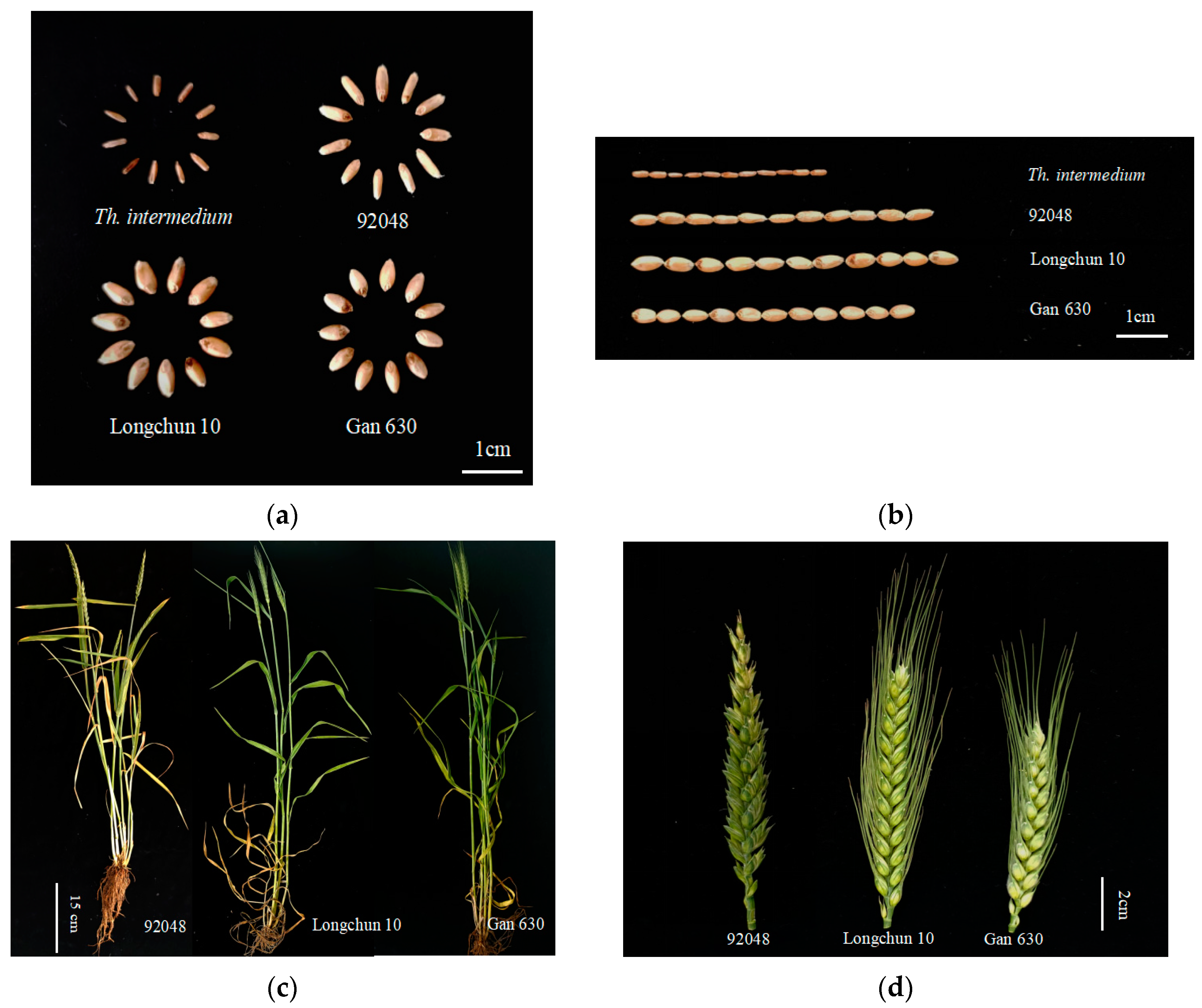 Plants 13 01198 g006a