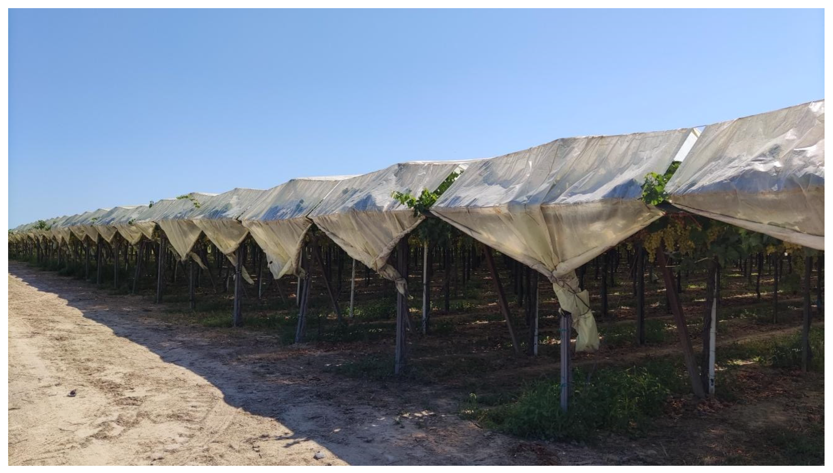 Plants 13 01203 g002