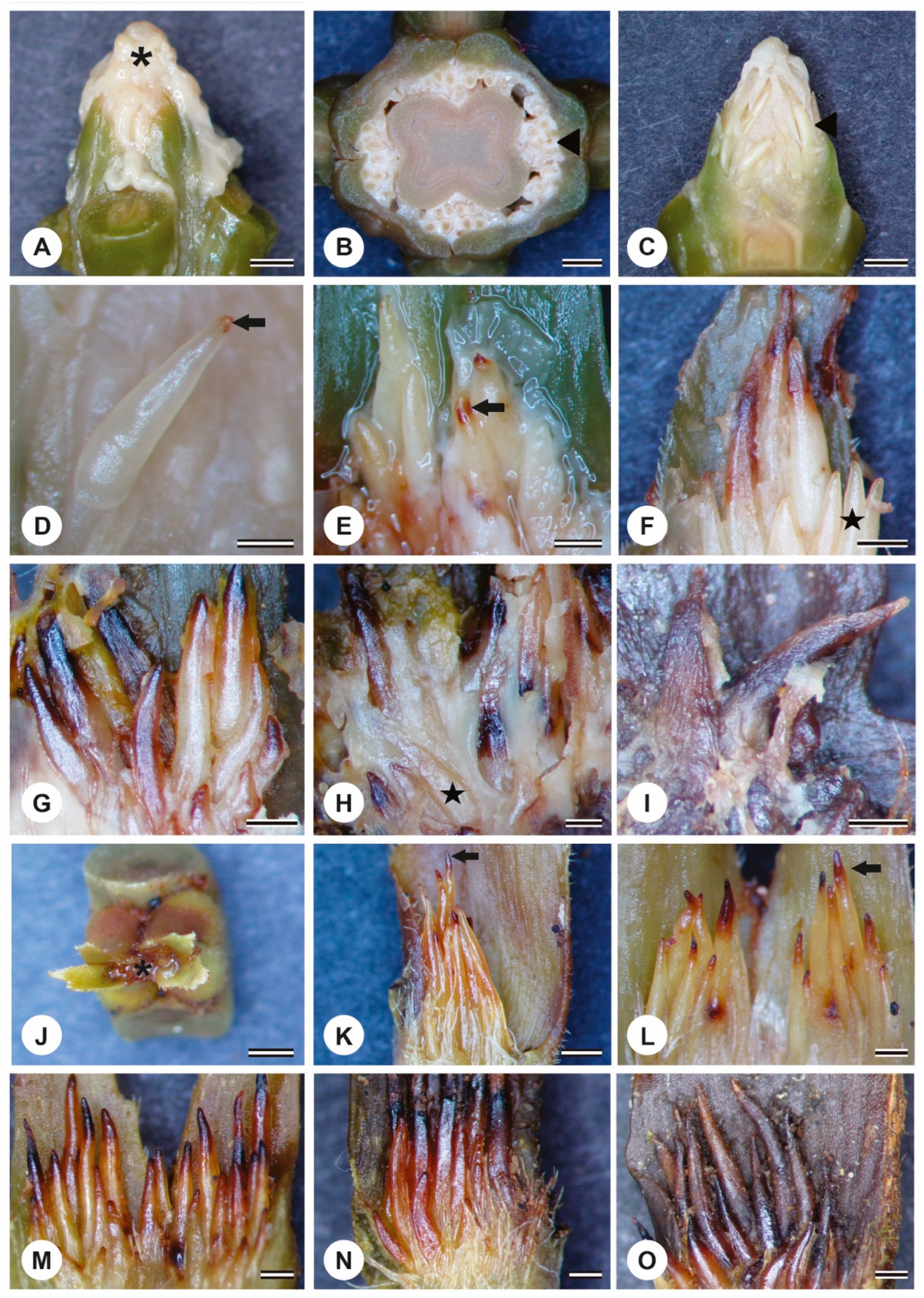Plants 13 01206 g001