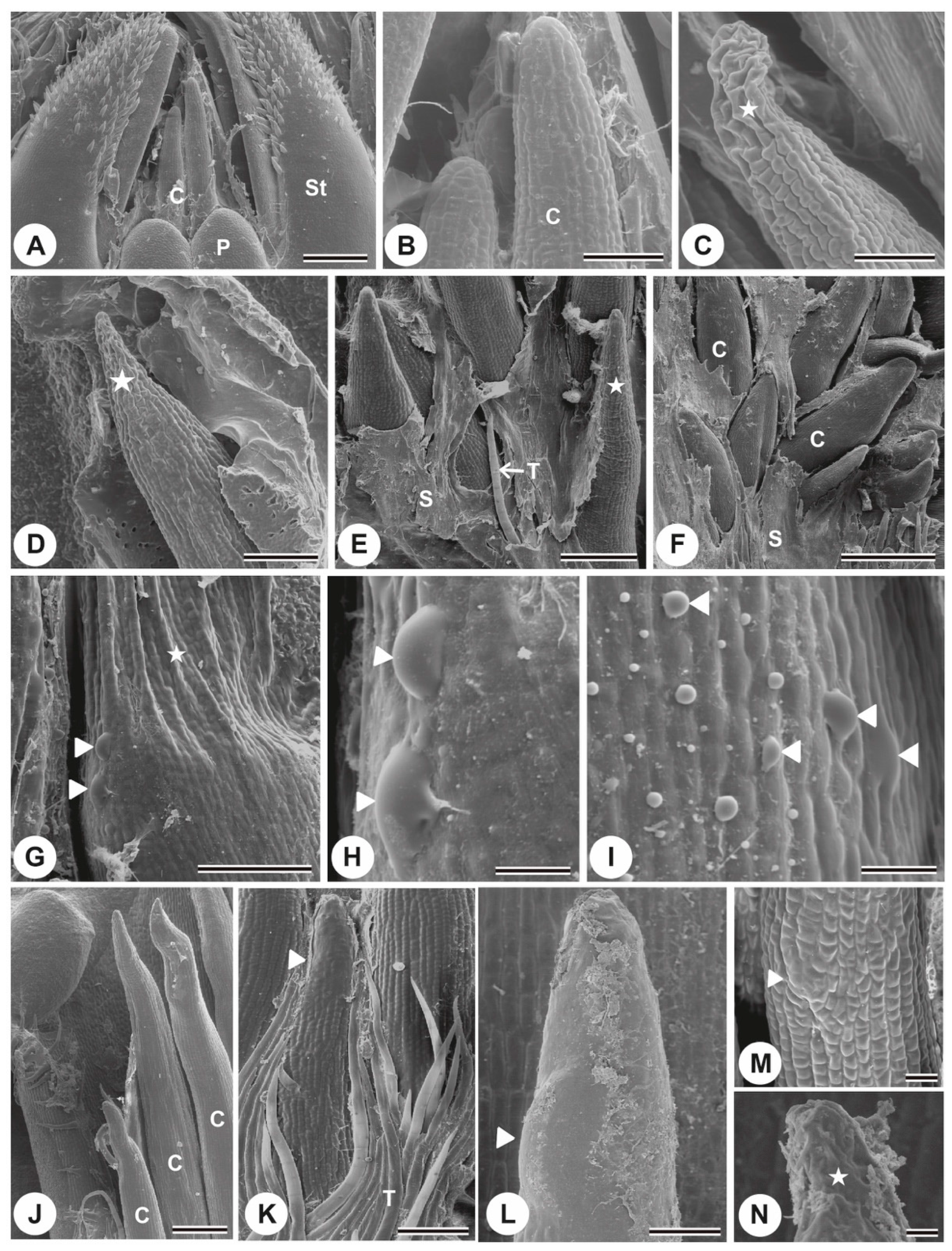 Plants 13 01206 g002