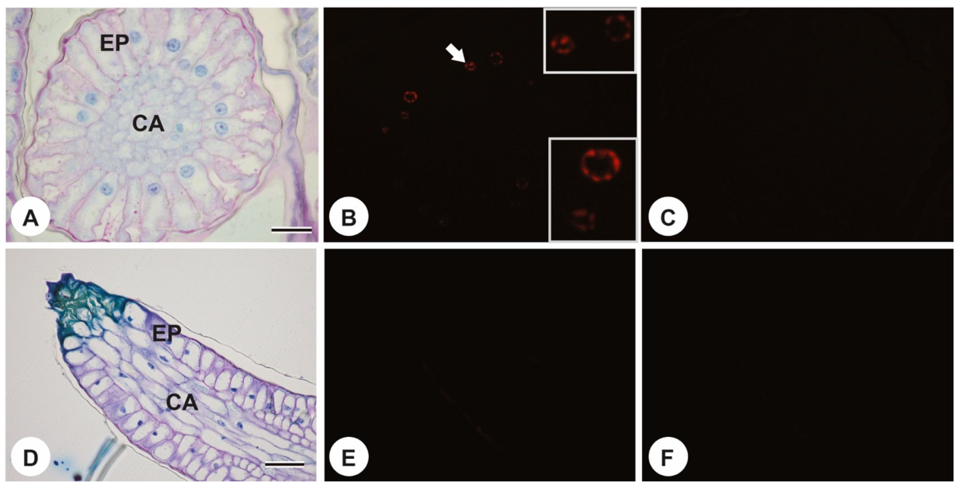 Plants 13 01206 g006