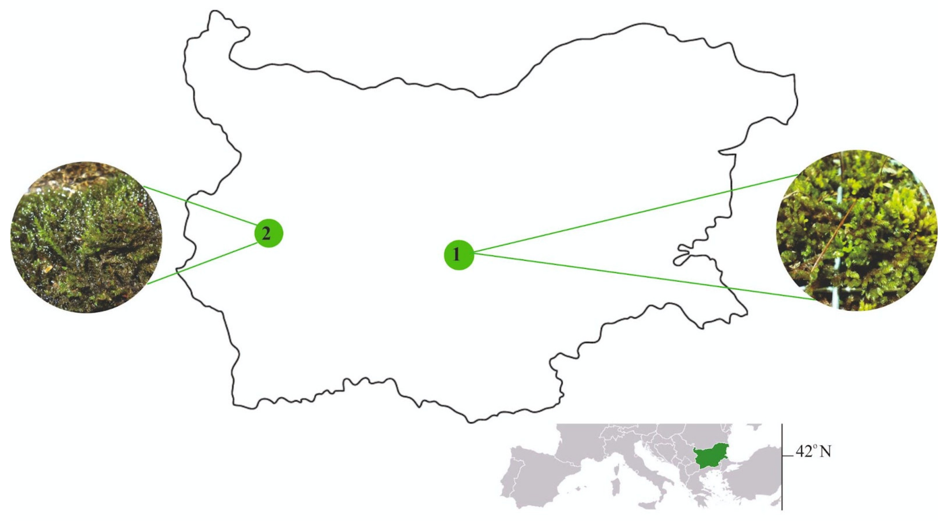 Plants 13 01210 g001