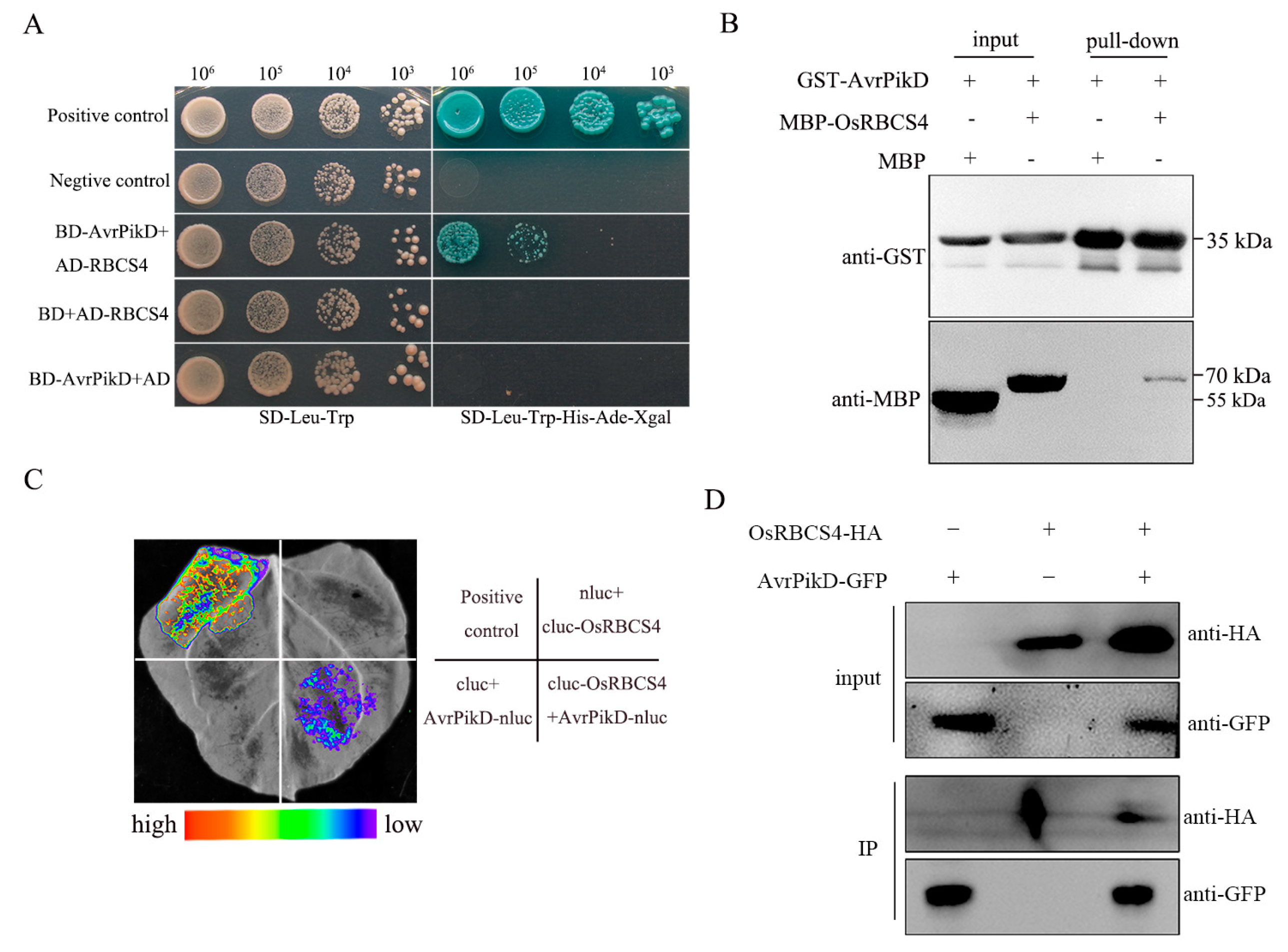 Plants 13 01214 g001