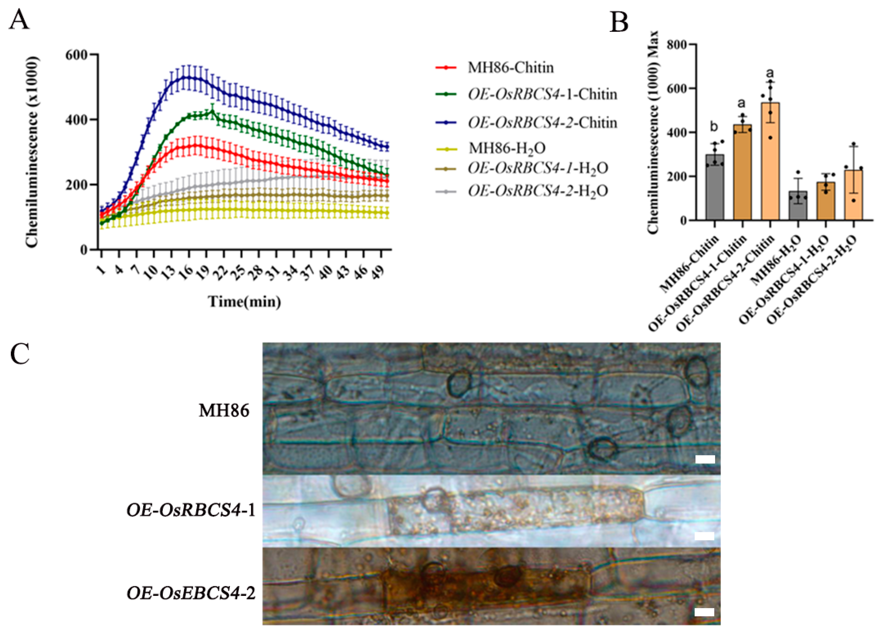 Plants 13 01214 g004