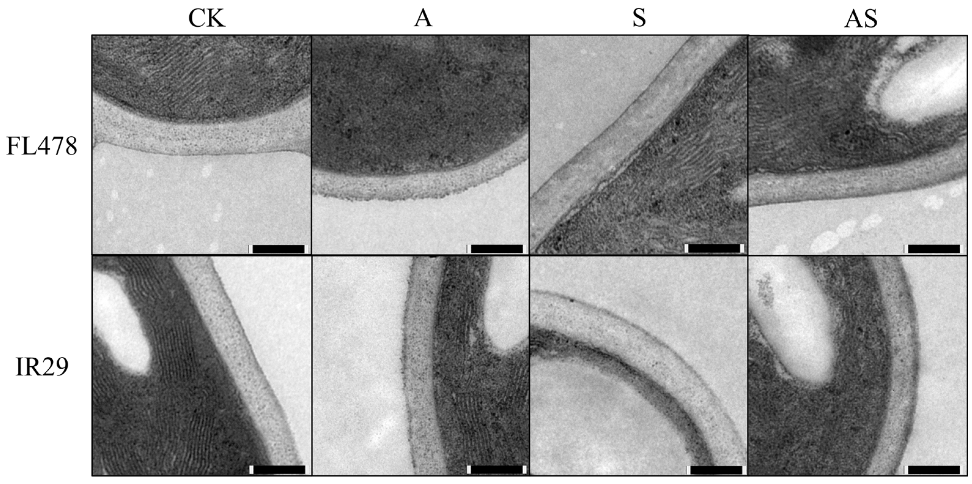 Plants 13 01215 g002