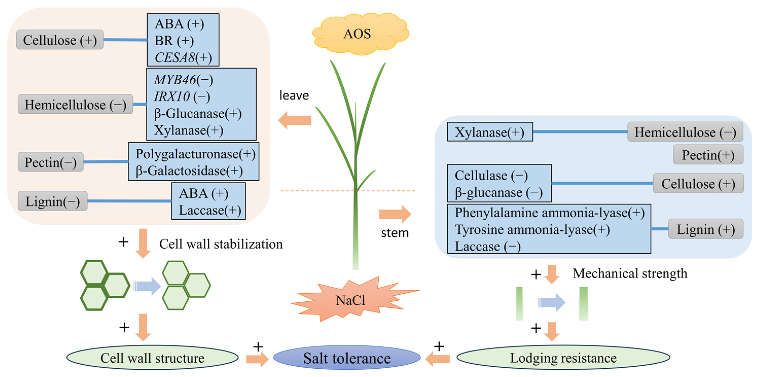 Plants 13 01215 g007