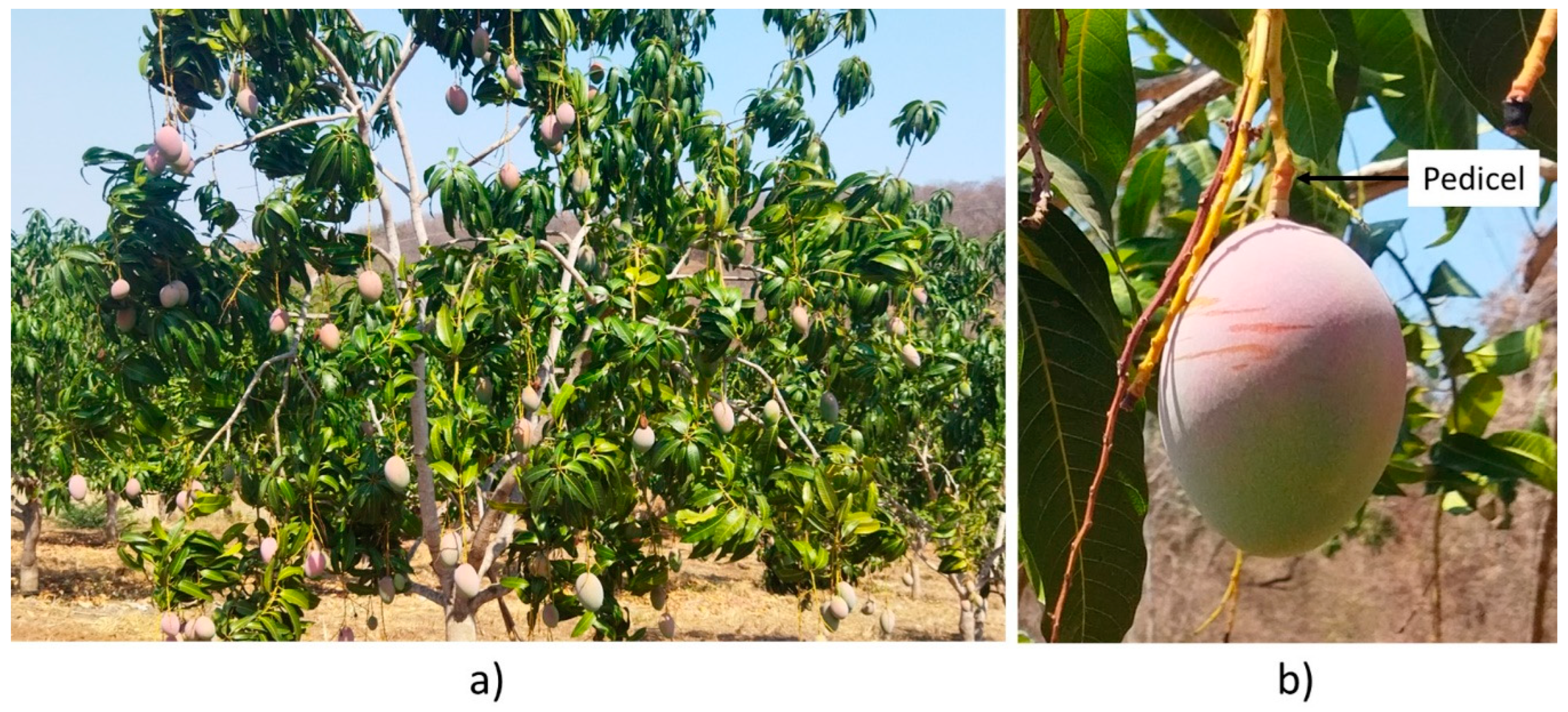 Plants 13 01216 g002