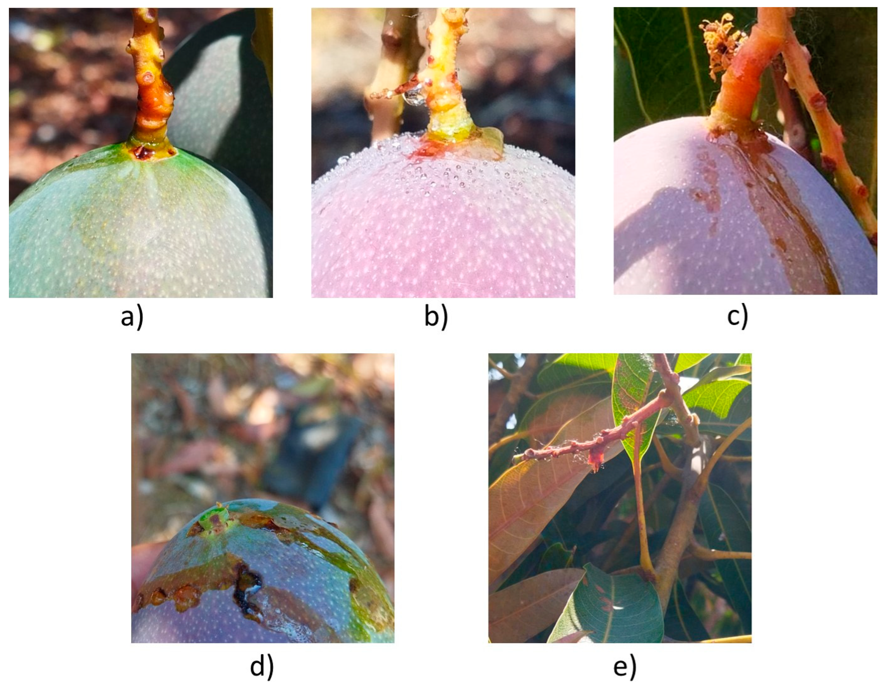 Plants 13 01216 g003