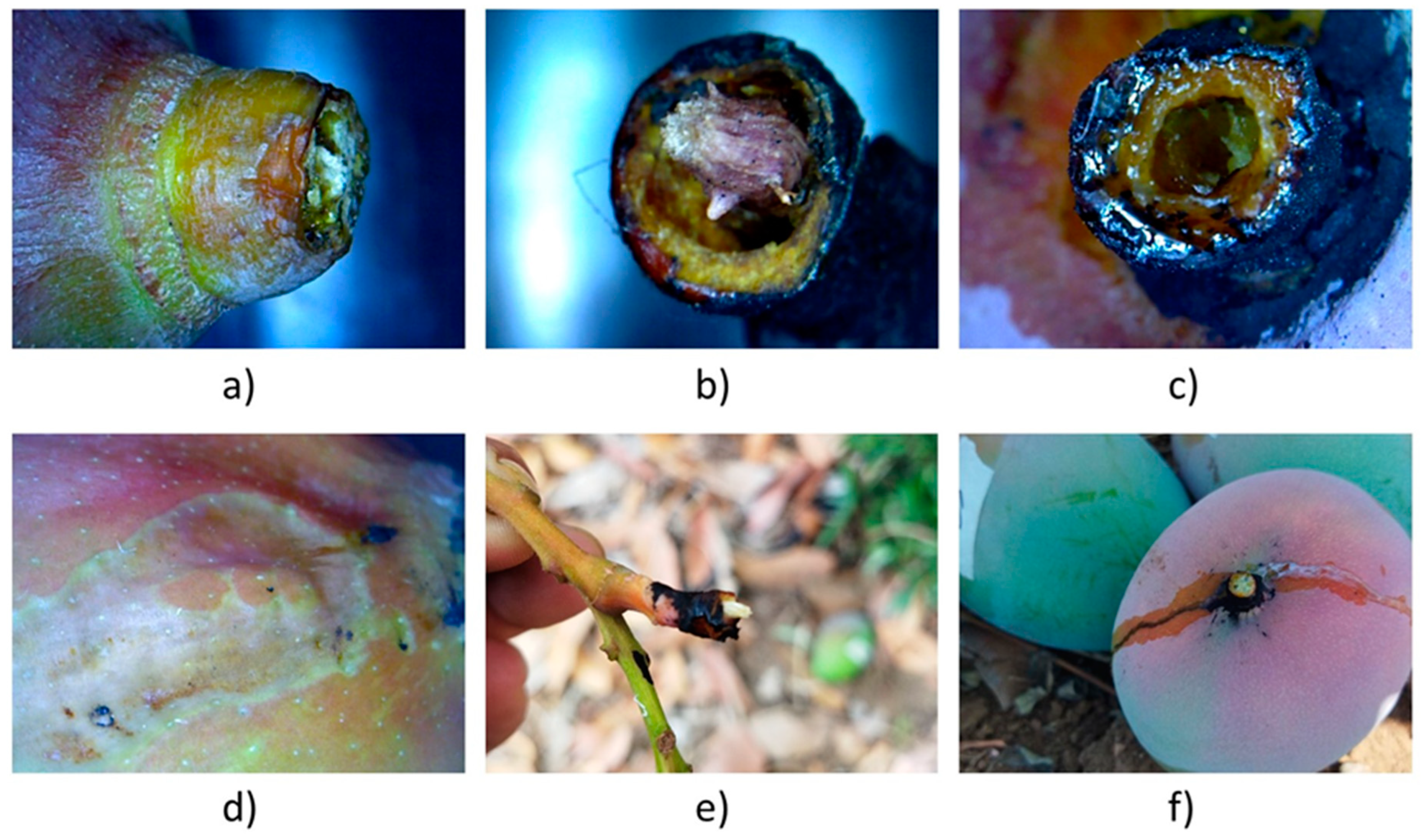 Plants 13 01216 g009